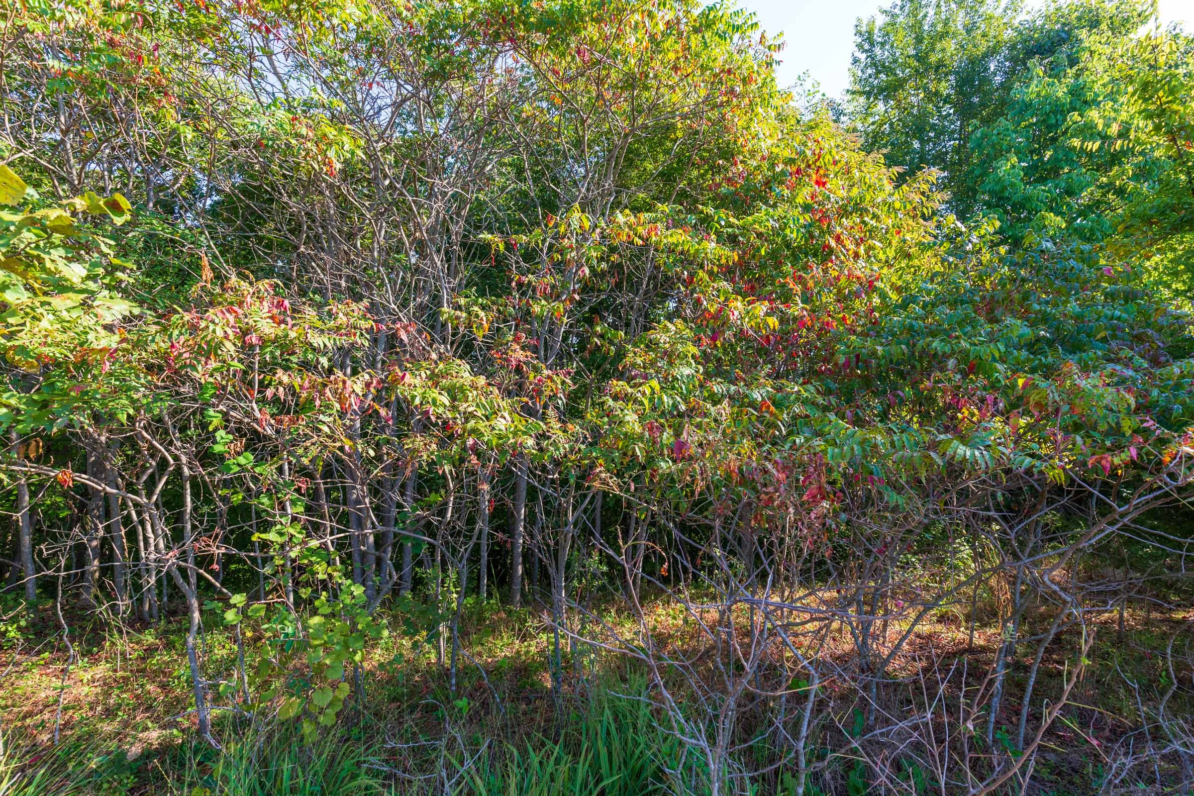 Redemption Ridge Tract 1 photo 8