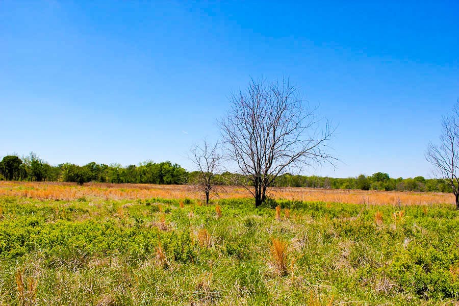 Saddlebrook Ranch Tract 7 photo 4
