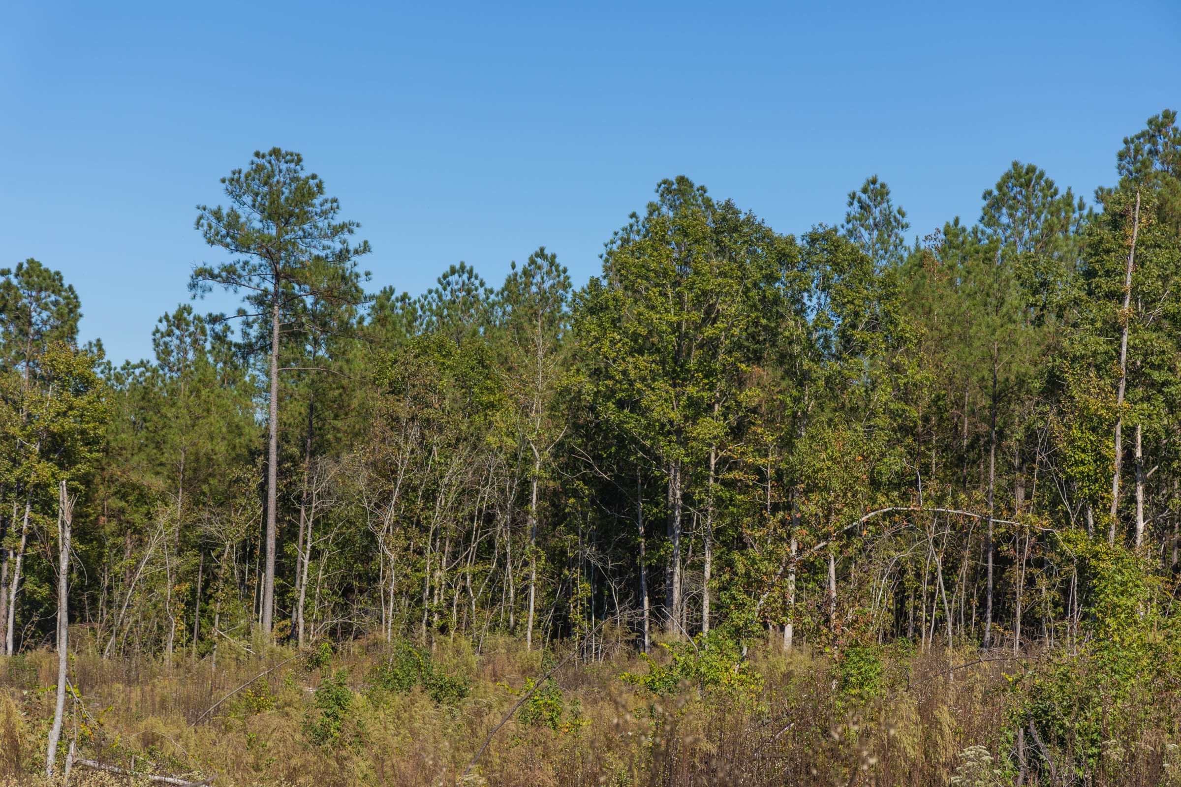 Meyer’s Ridge Tract 28 photo 11