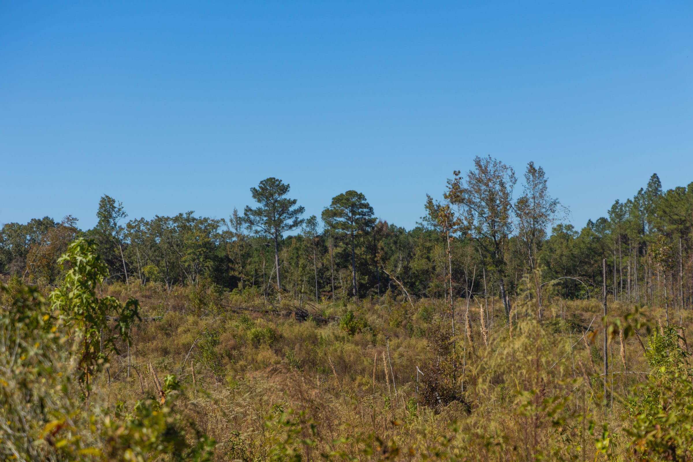 Meyer’s Ridge Tract 28 photo 4