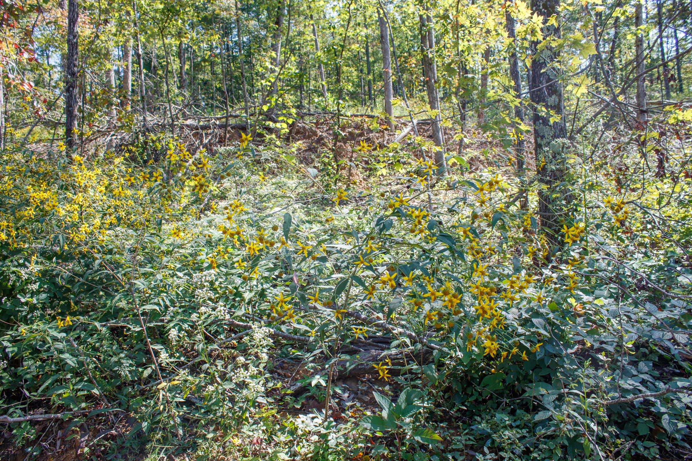 Wounded Oak Tract 22 photo 3