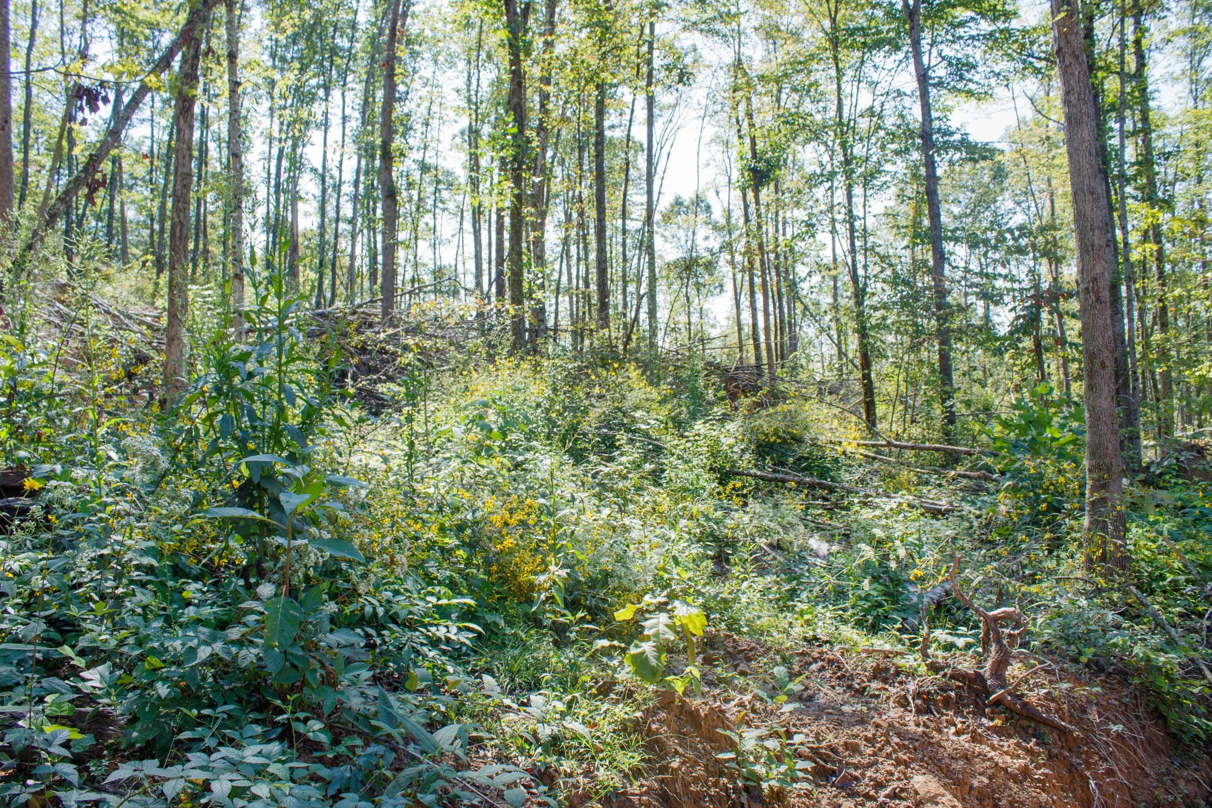 Wounded Oak Tract 22 photo 4
