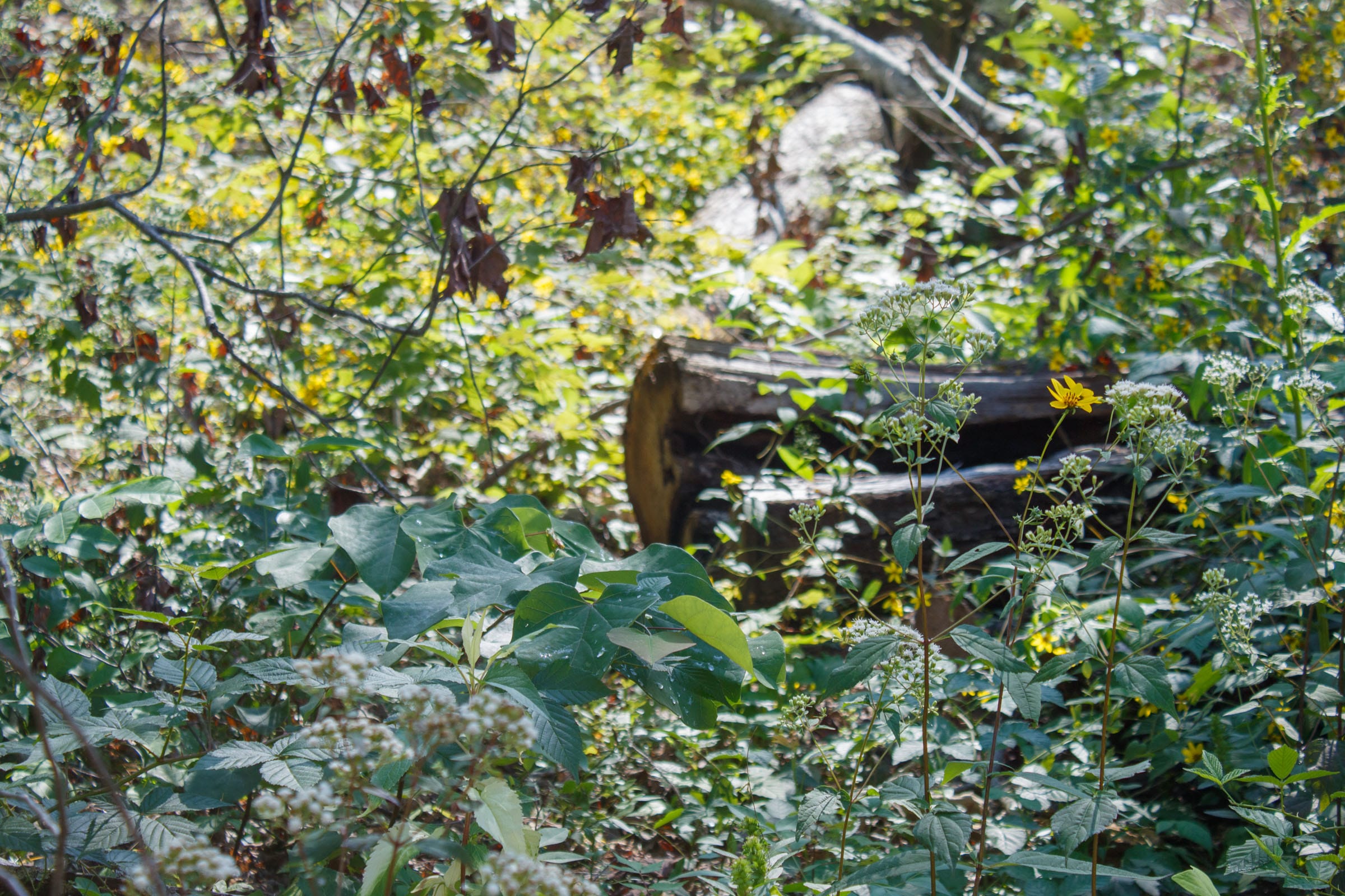 Wounded Oak Tract 22 photo 5