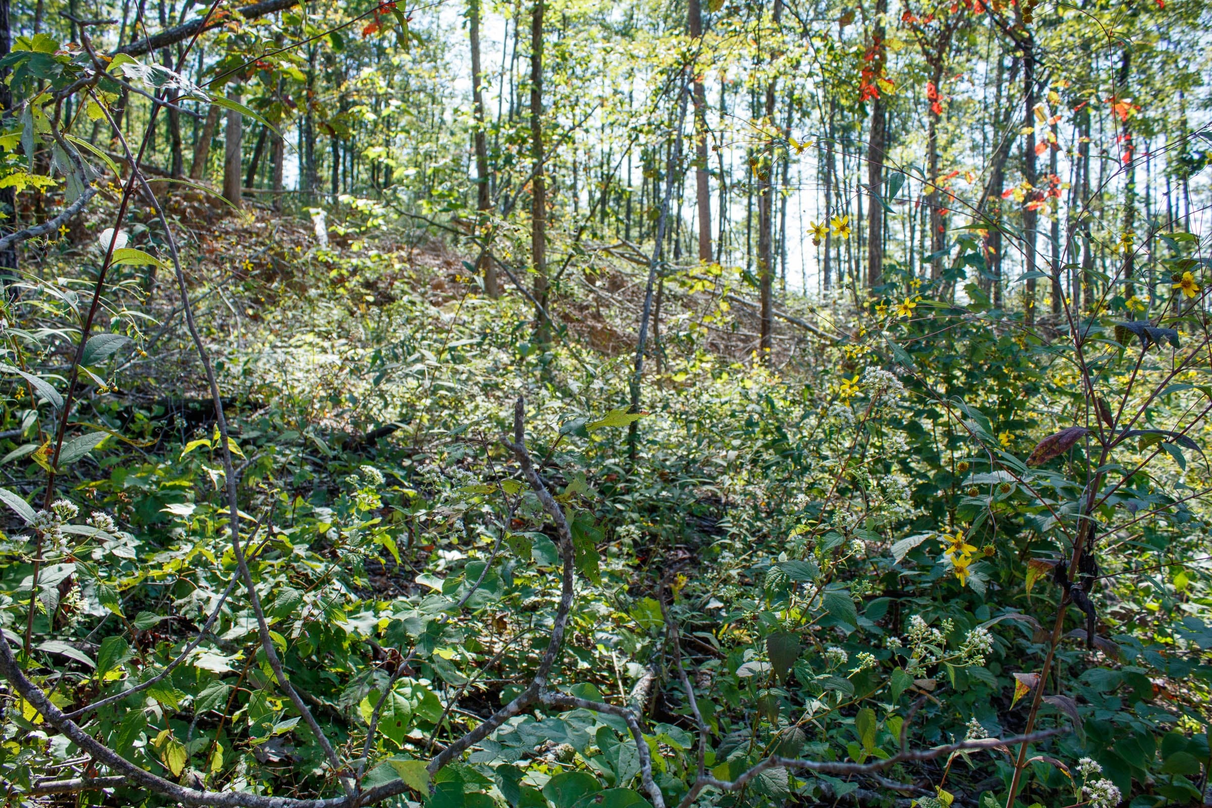 Wounded Oak Tract 22 photo 6