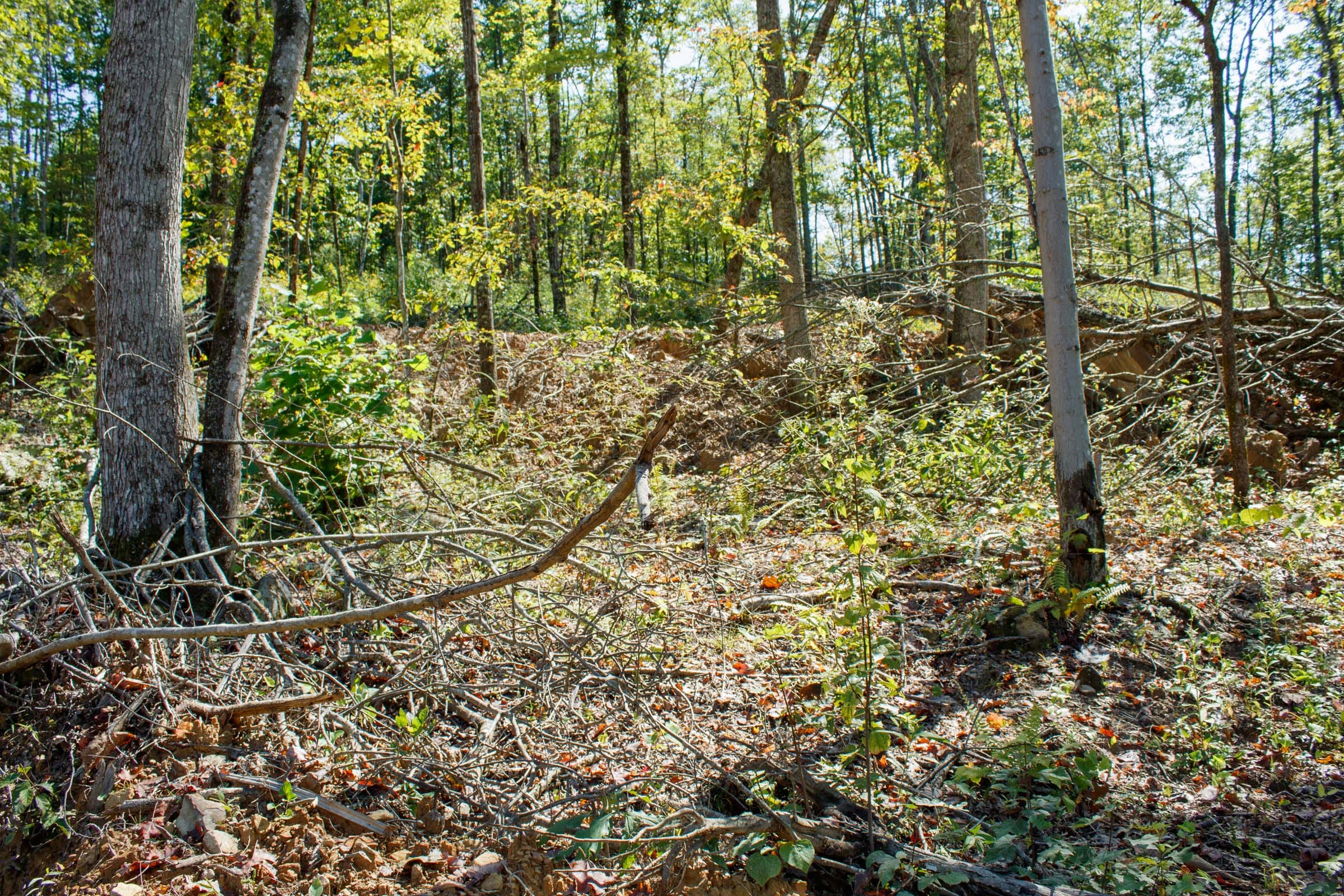Wounded Oak Tract 22 photo 8
