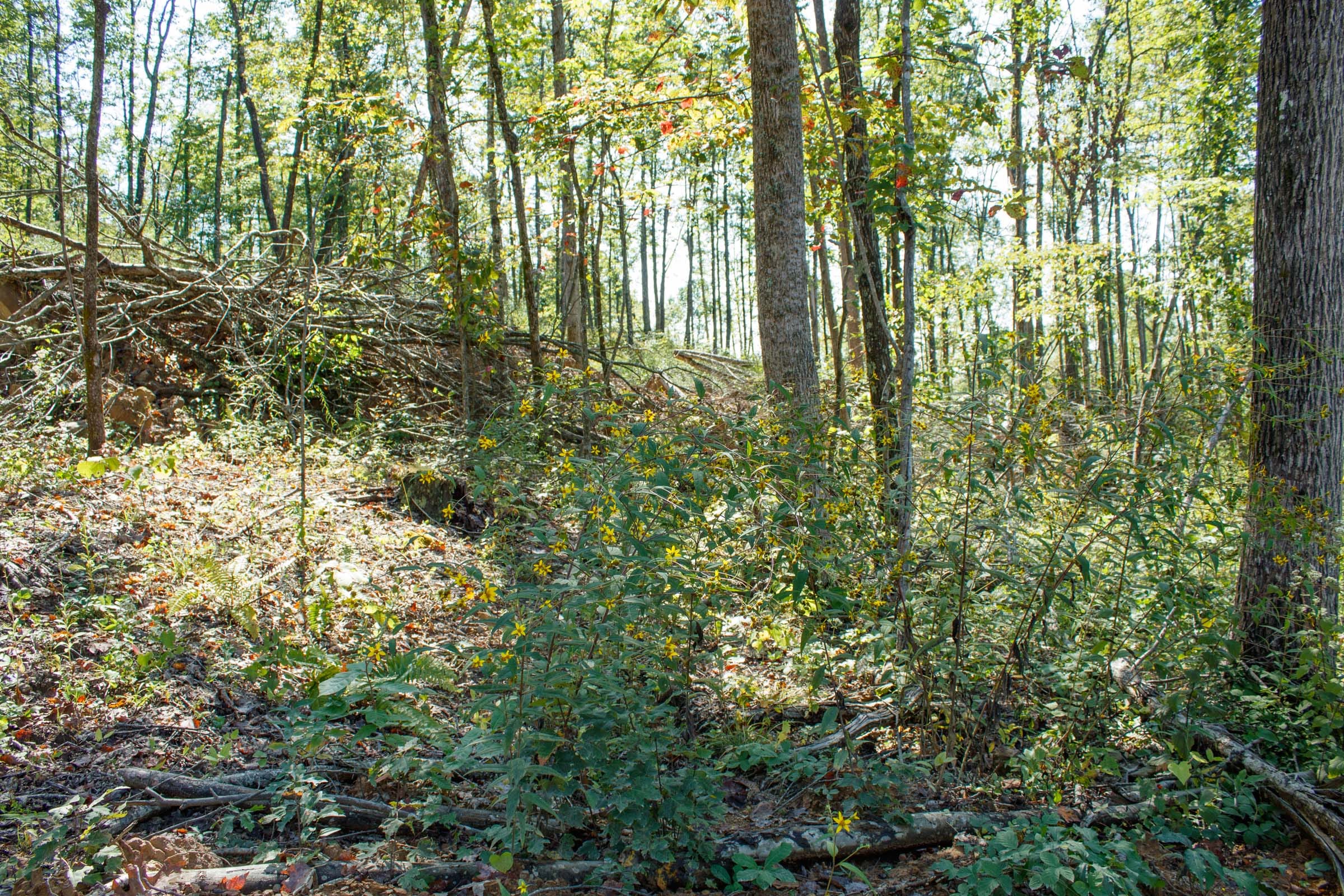 Wounded Oak Tract 22 photo 9