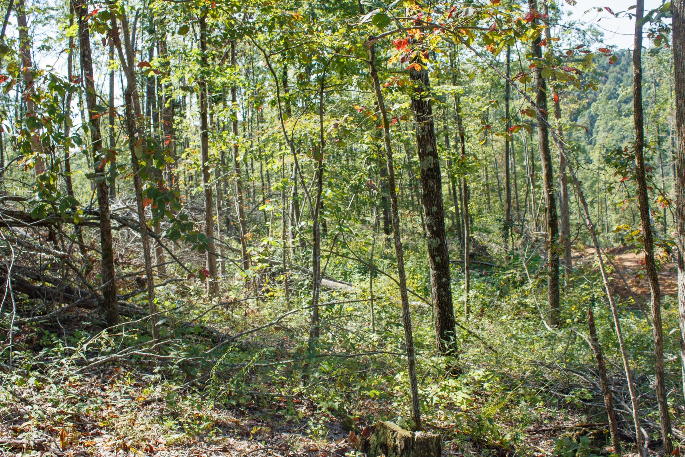 Wounded Oak Tract 22 photo 10