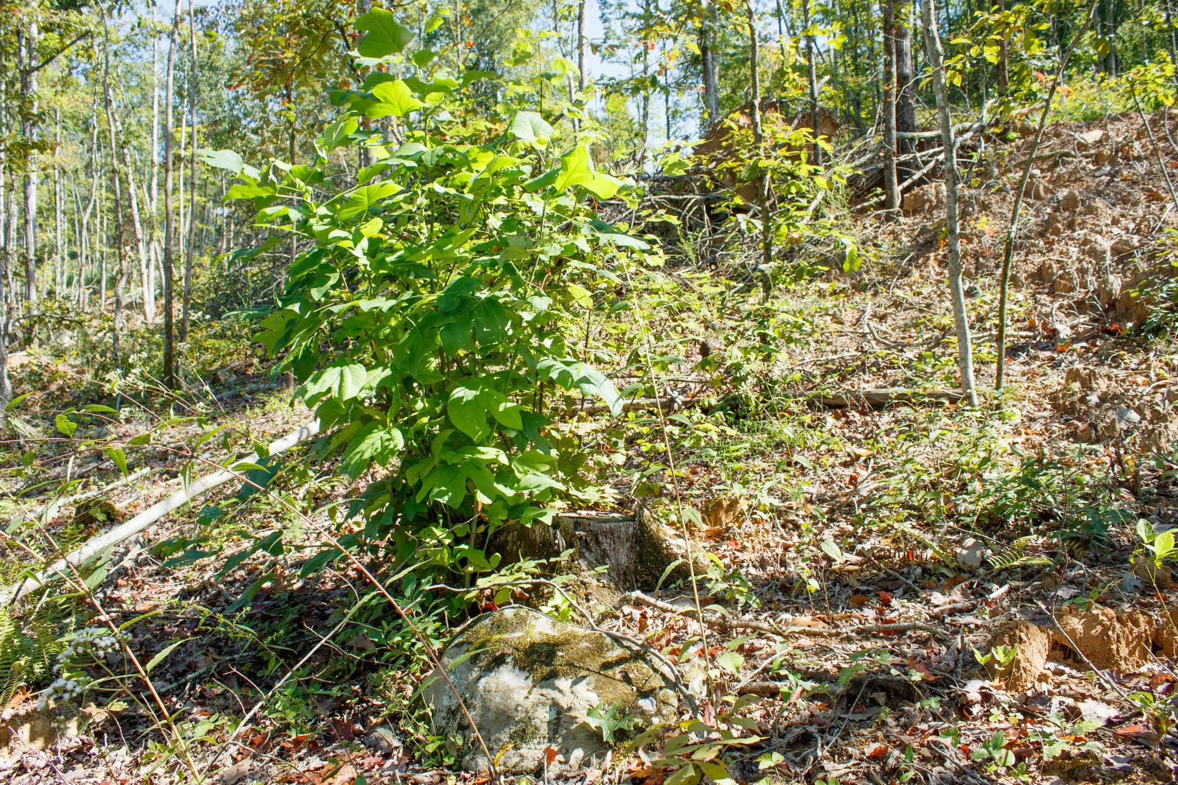 Wounded Oak Tract 22 photo 12