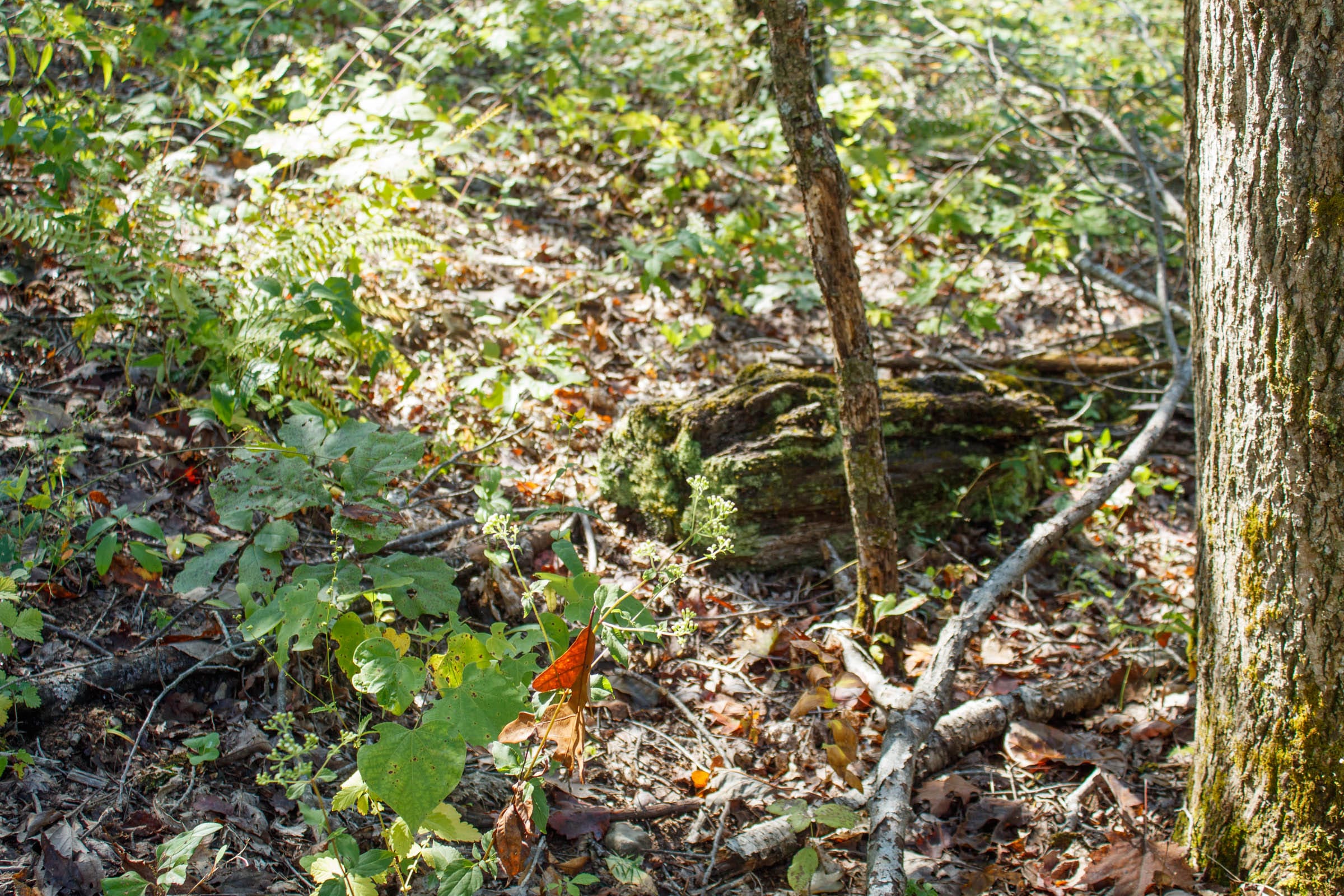 Wounded Oak Tract 22 photo 13