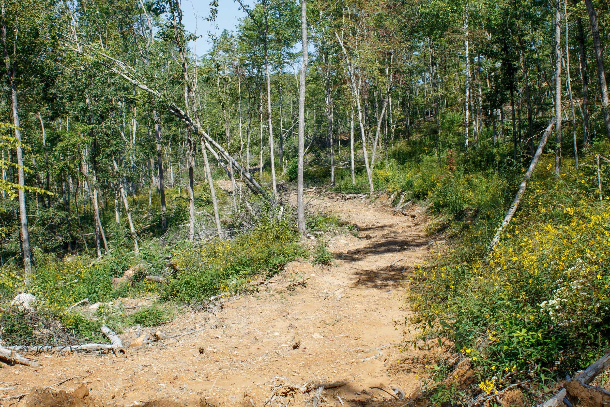 Wounded Oak Tract 22 photo 14