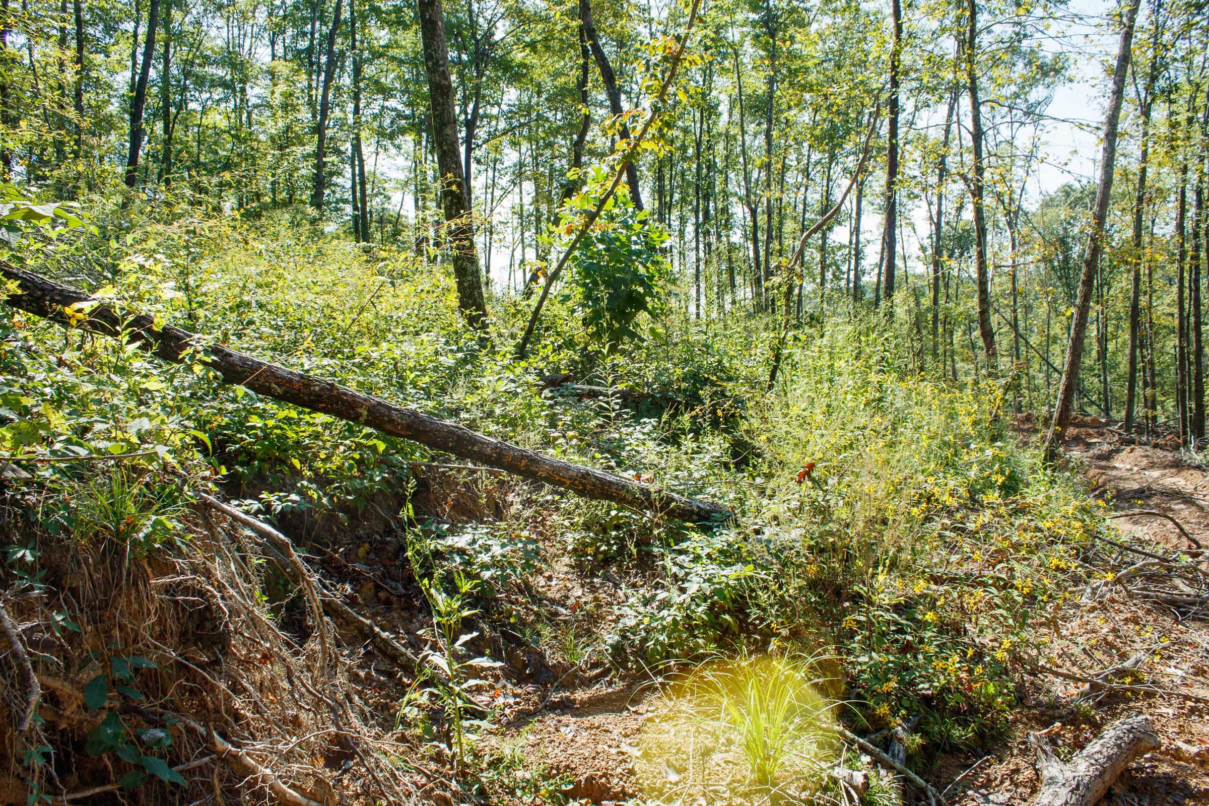 Wounded Oak Tract 22 photo 16