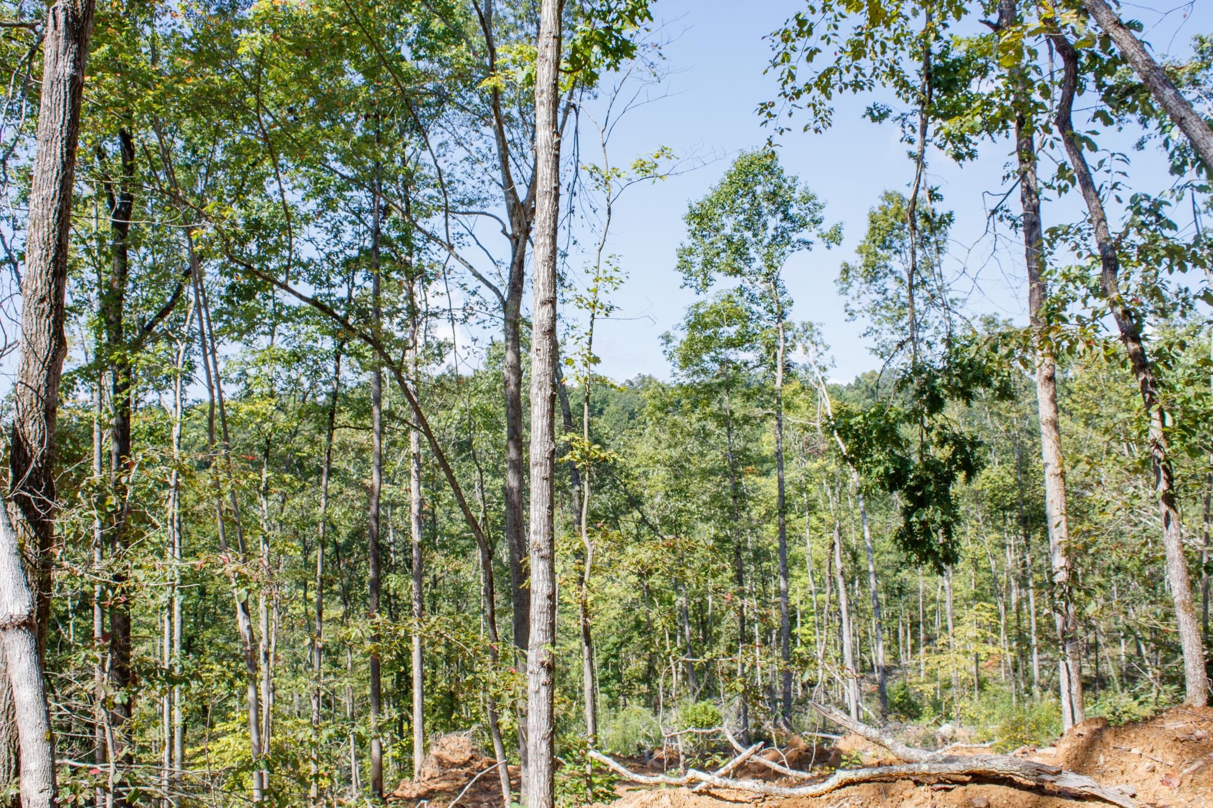 Wounded Oak Tract 22 photo 17