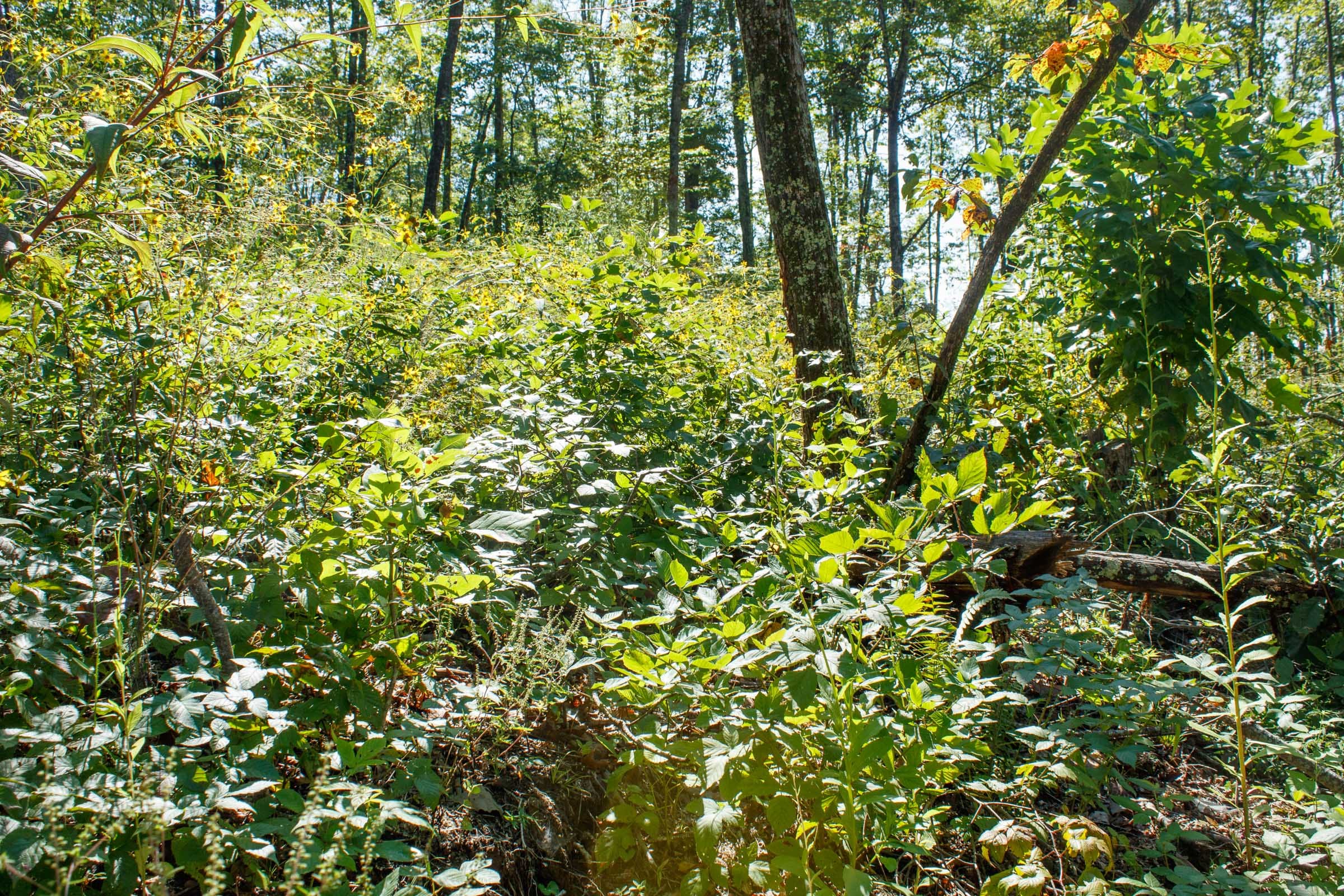 Wounded Oak Tract 22 photo 18