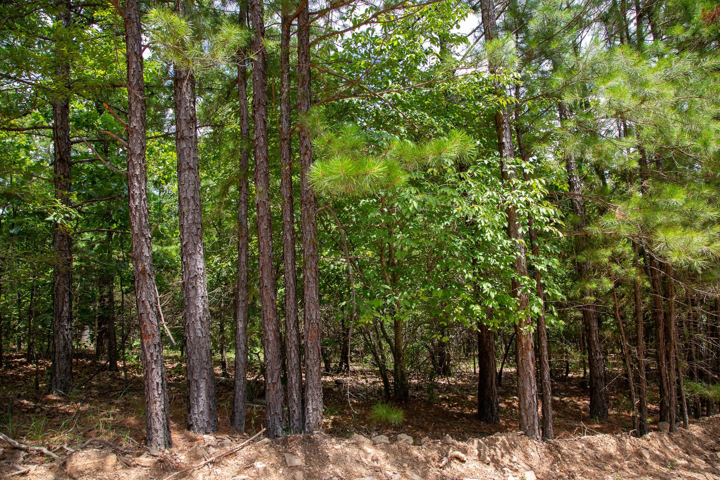 Tyler Stone Ranch Tract 51 photo 1