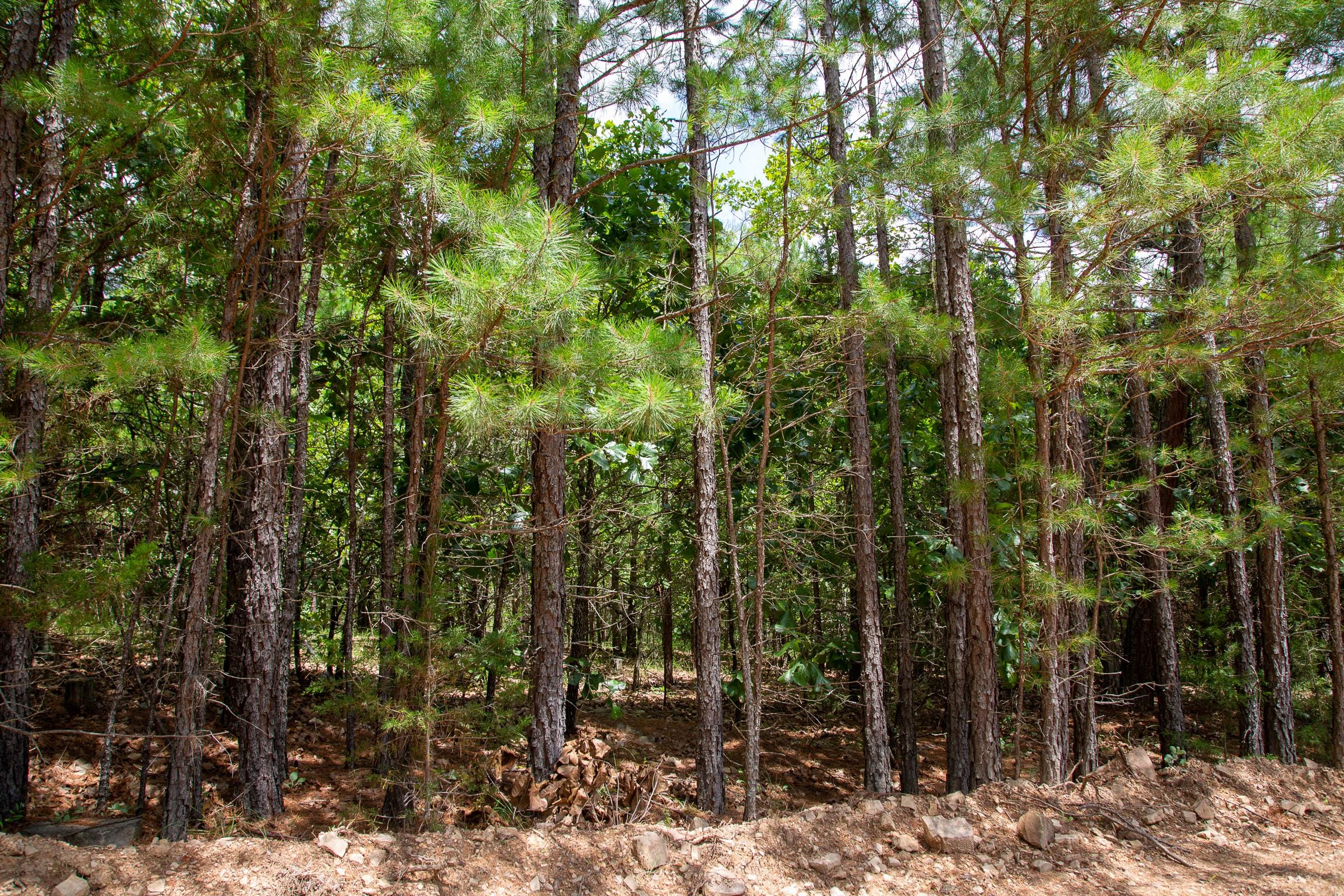 Tyler Stone Ranch Tract 51 photo 7