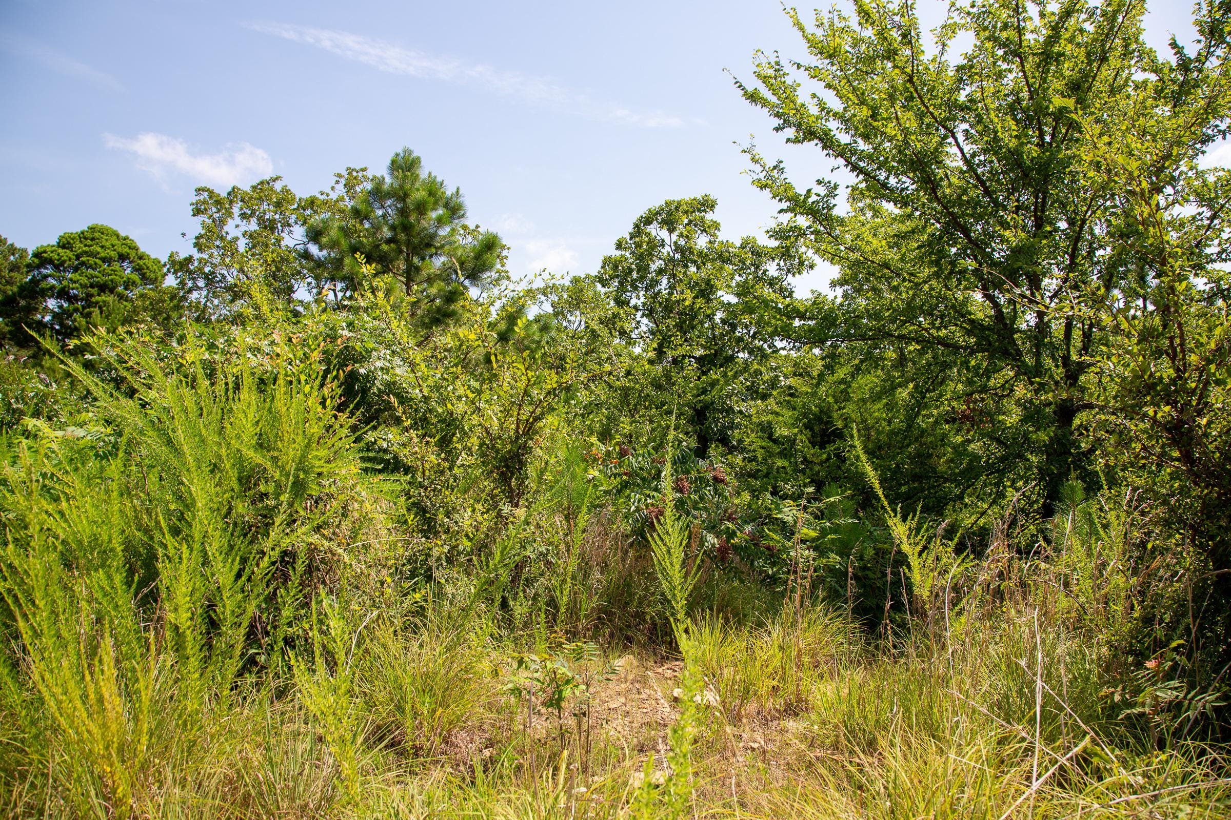 Tyler Stone Ranch Tract 36 photo 10