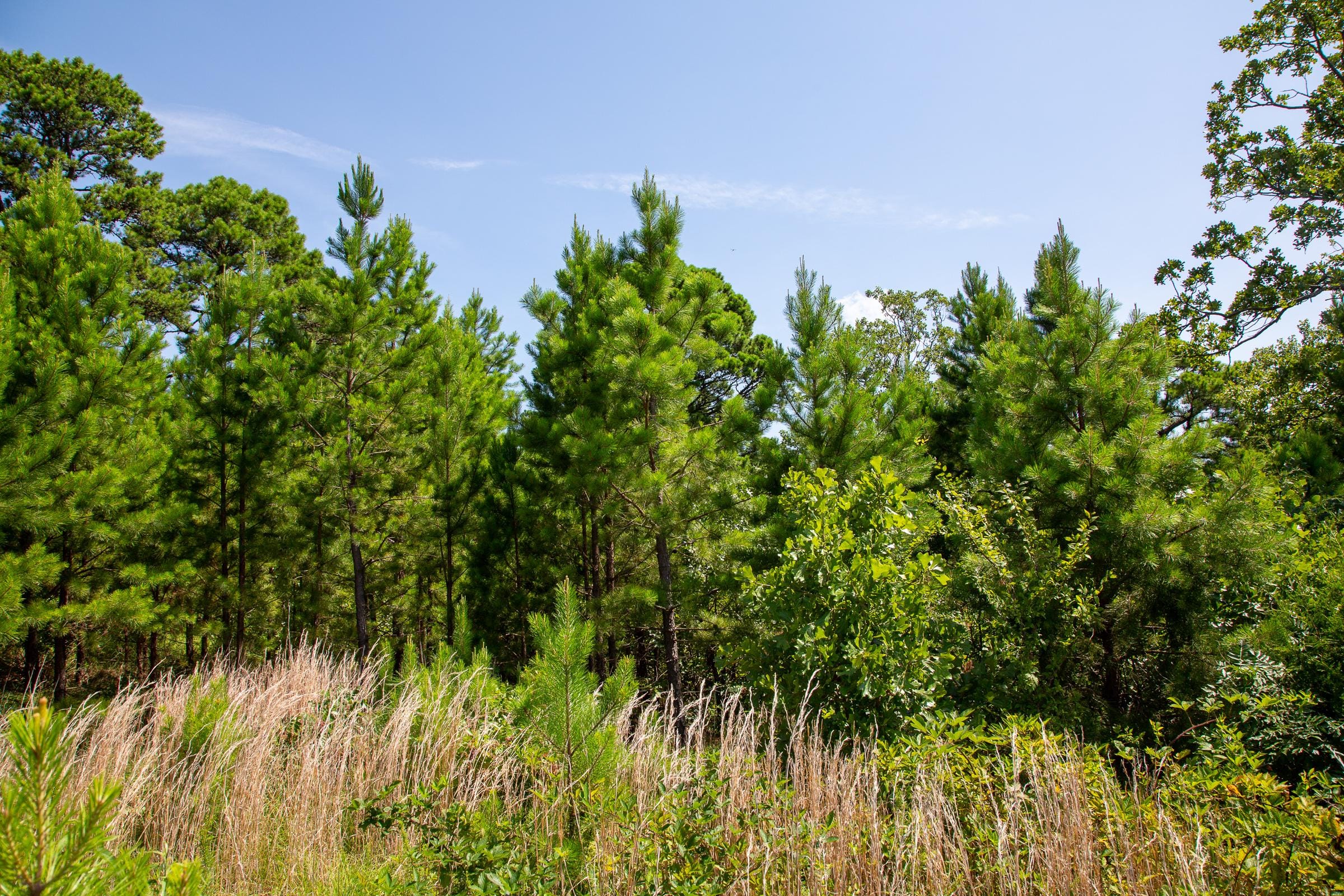 Tyler Stone Ranch Tract 36 photo 11
