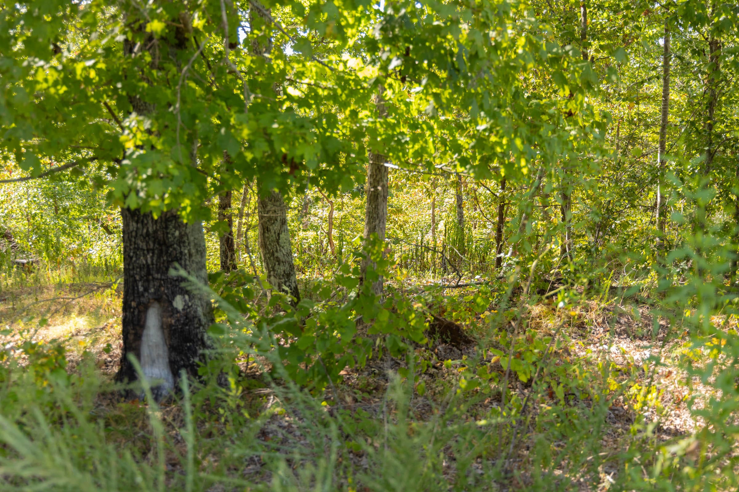 Big White Oak Tract 68 photo 8