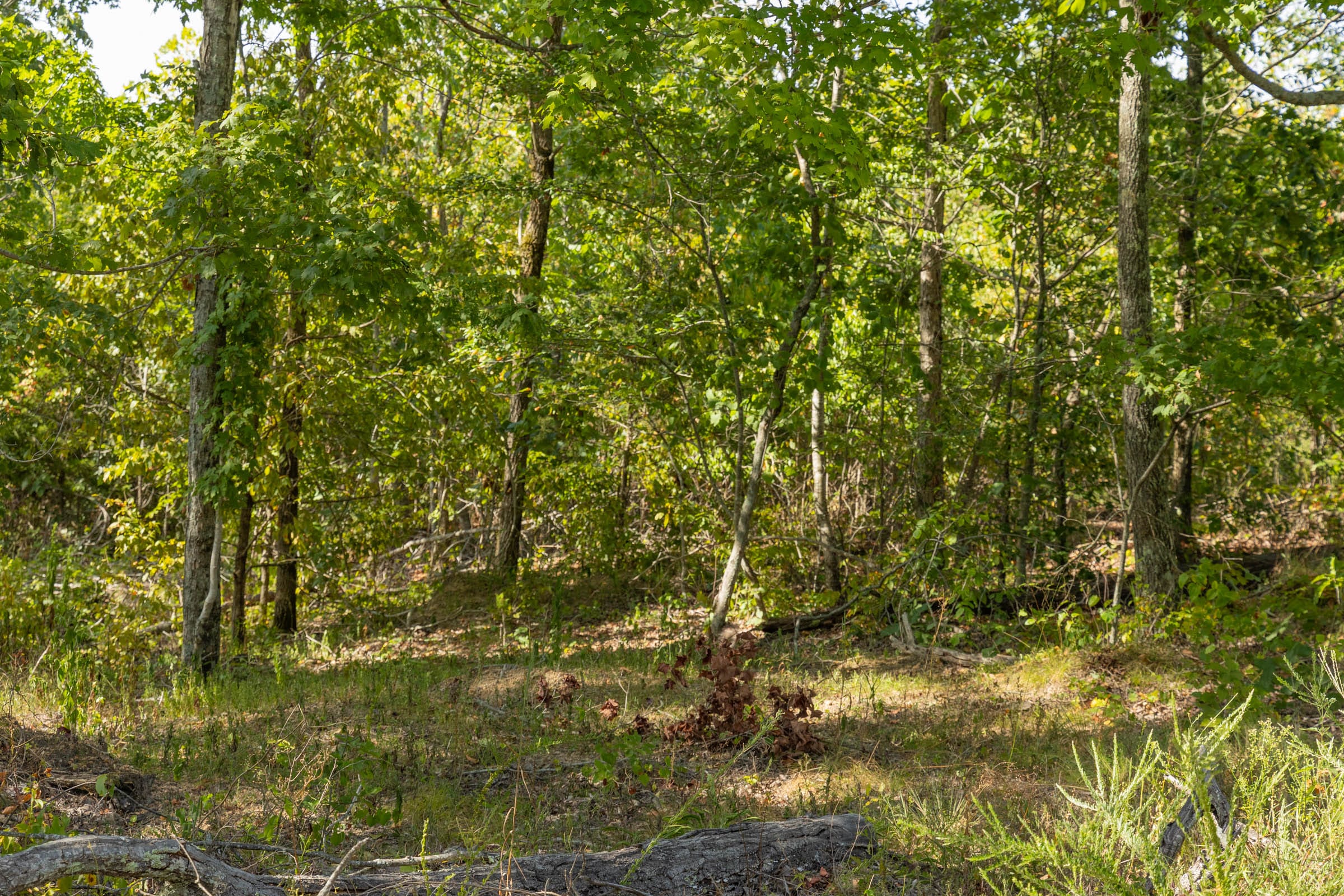 Big White Oak Tract 68 photo 7