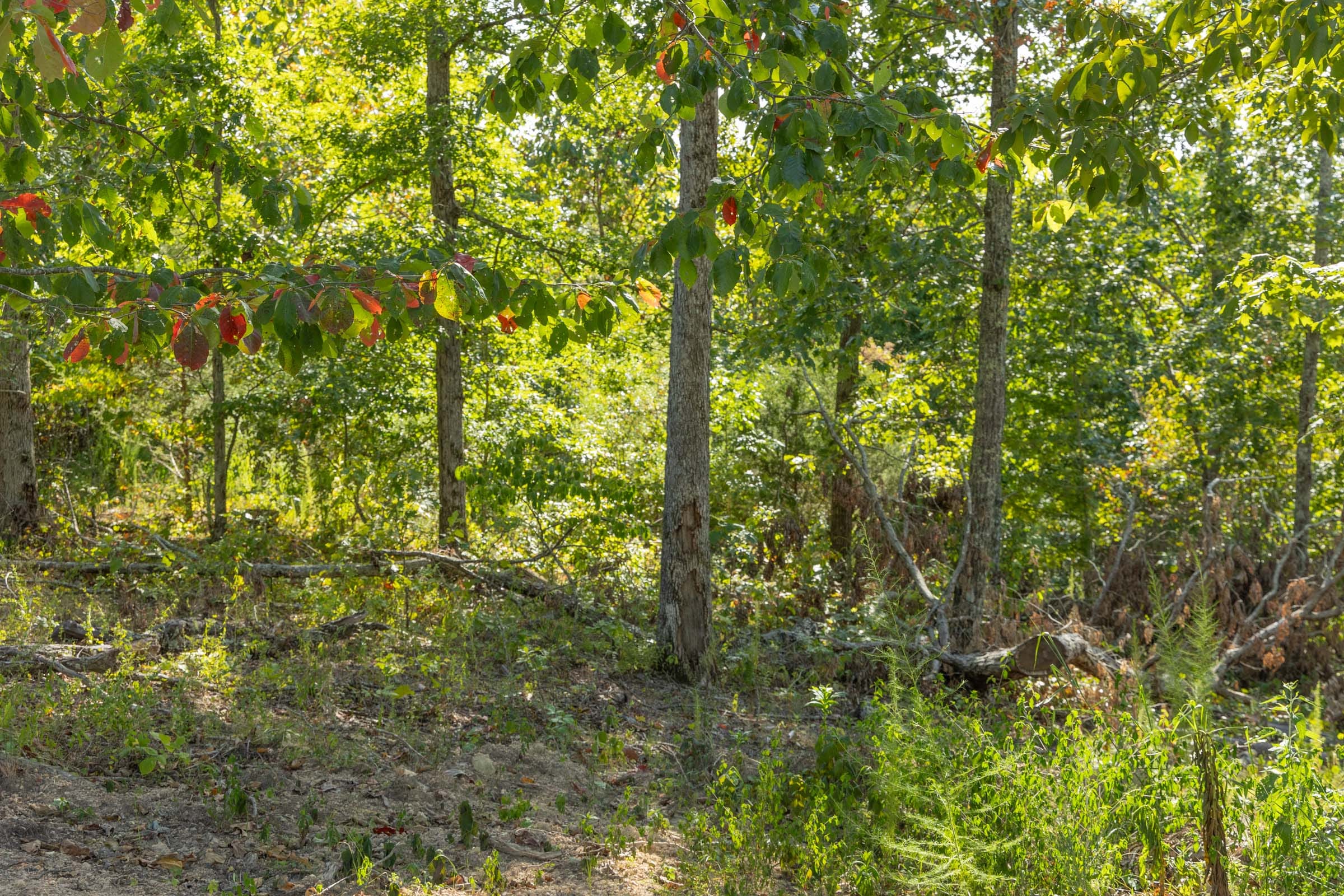 Big White Oak Tract 68 photo 6
