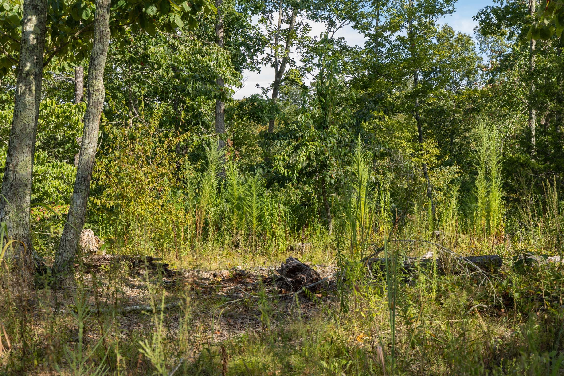 Big White Oak Tract 68 photo 4