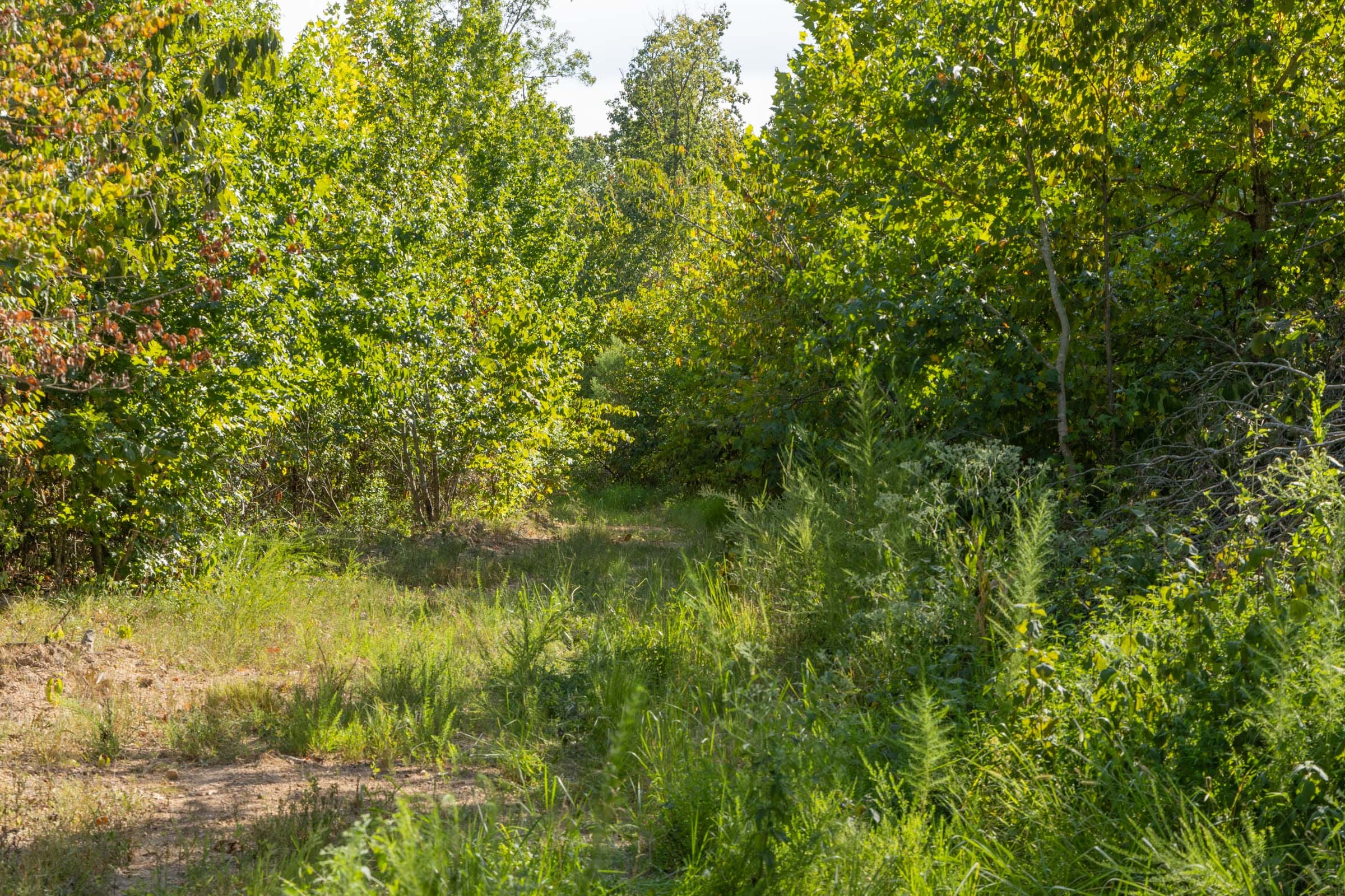 Big White Oak Tract 68 photo 3