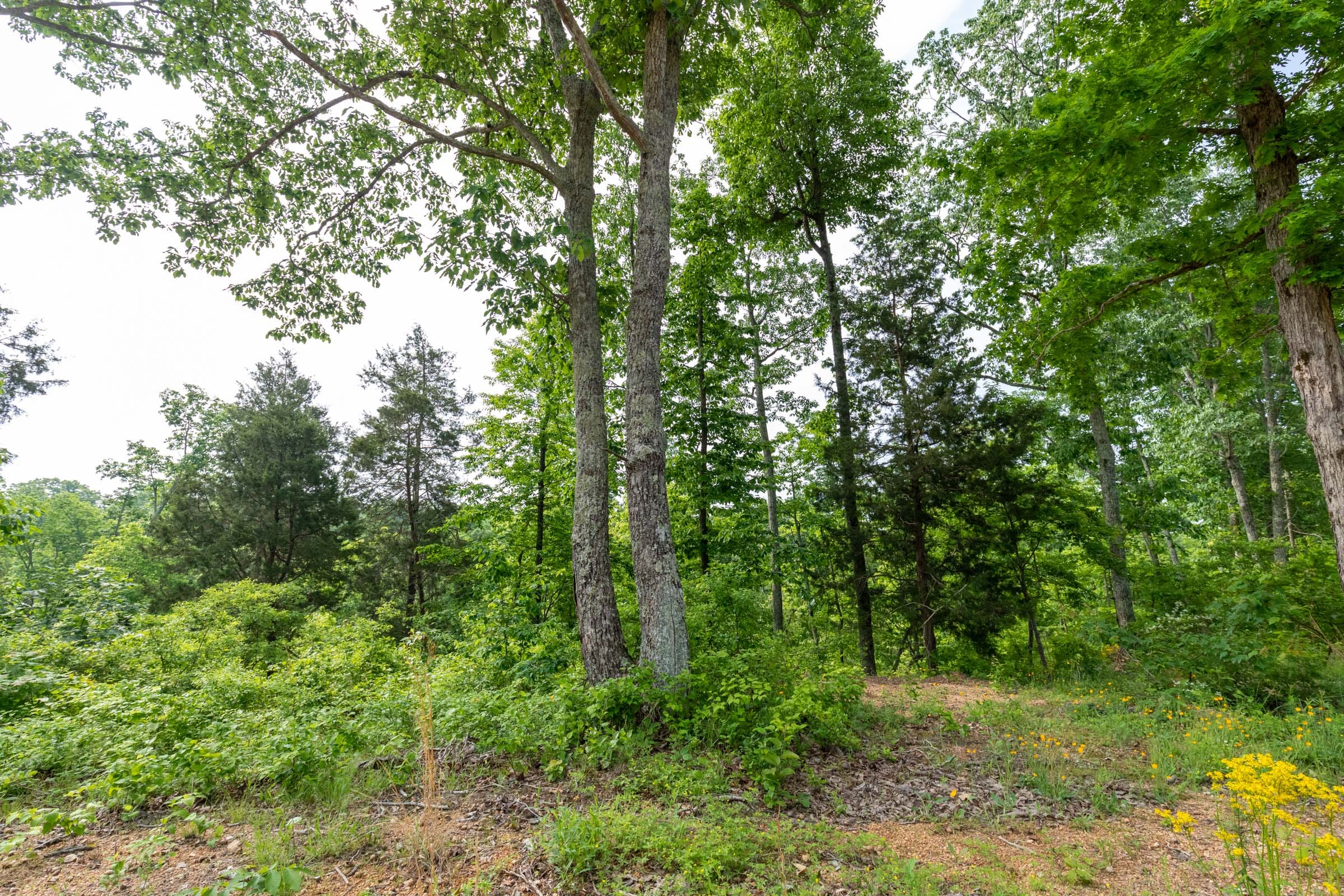 Cedar Creek Tract 1 photo 3