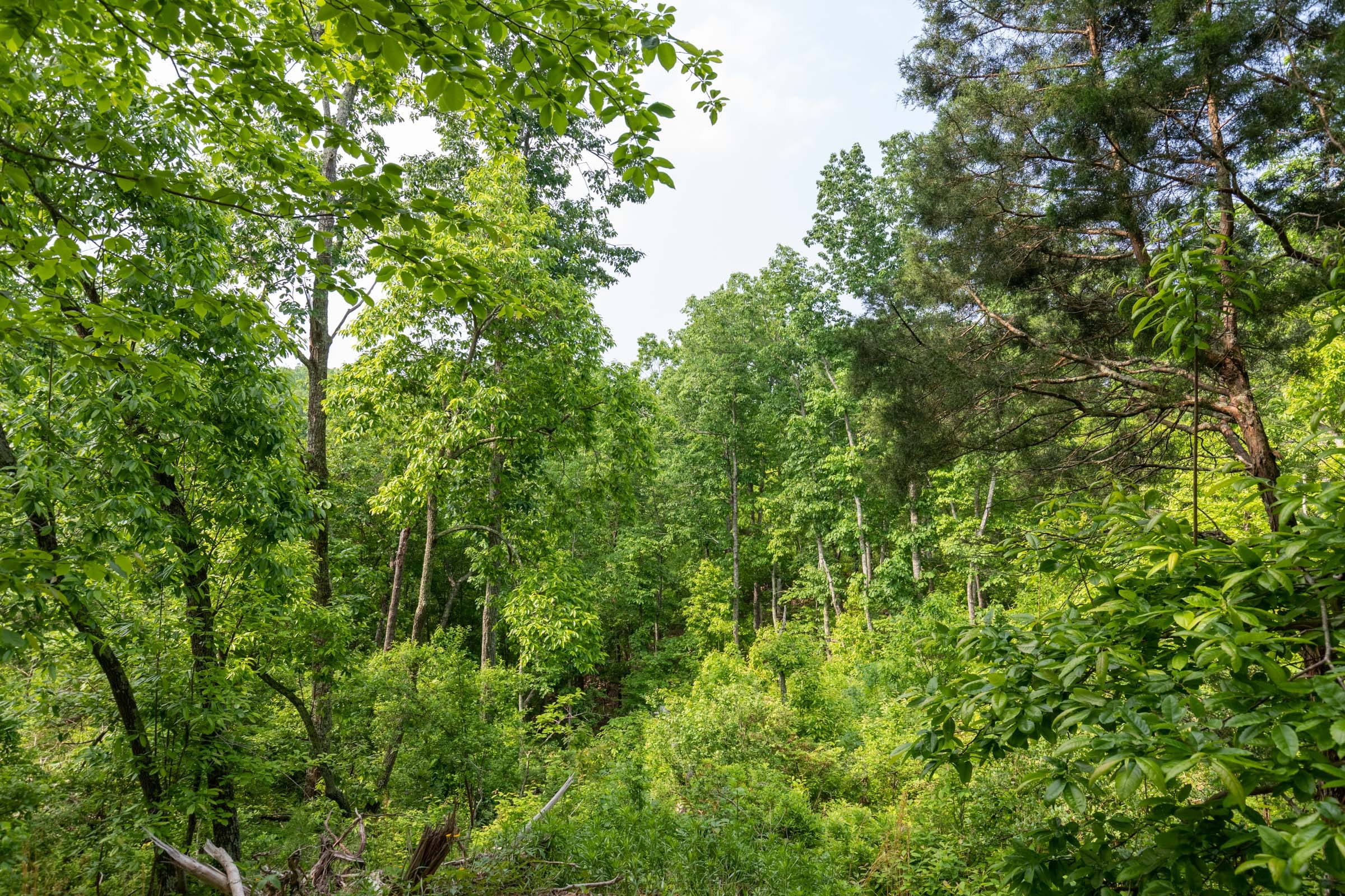 Cedar Creek Tract 1 photo 6