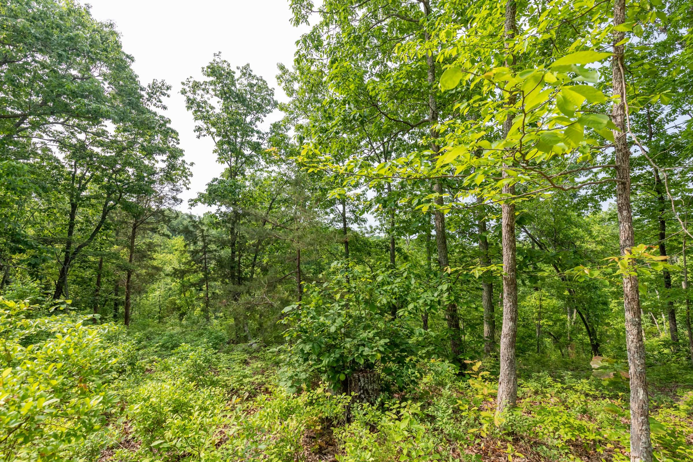 Cedar Creek Tract 1 photo 7