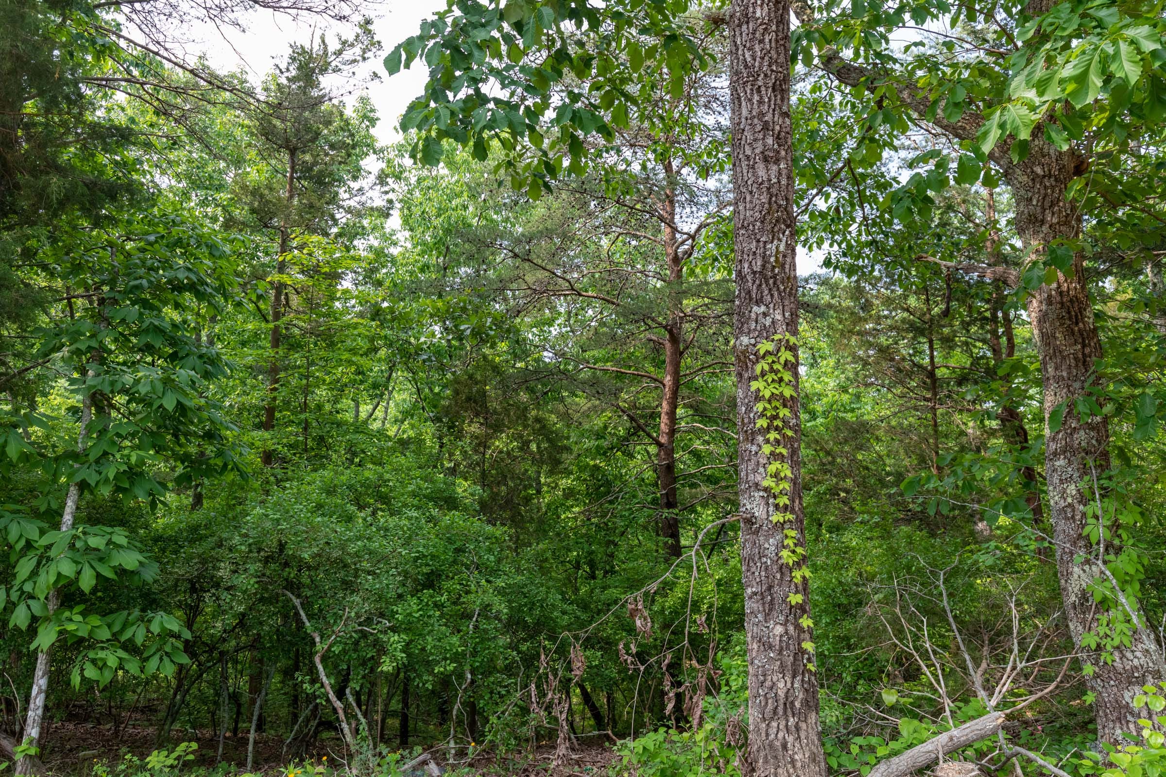 Cedar Creek Tract 1 photo 9