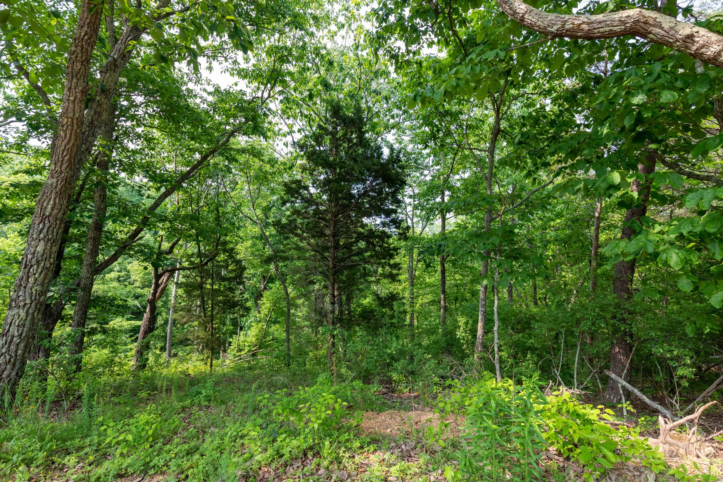 Cedar Creek Tract 1 photo 10