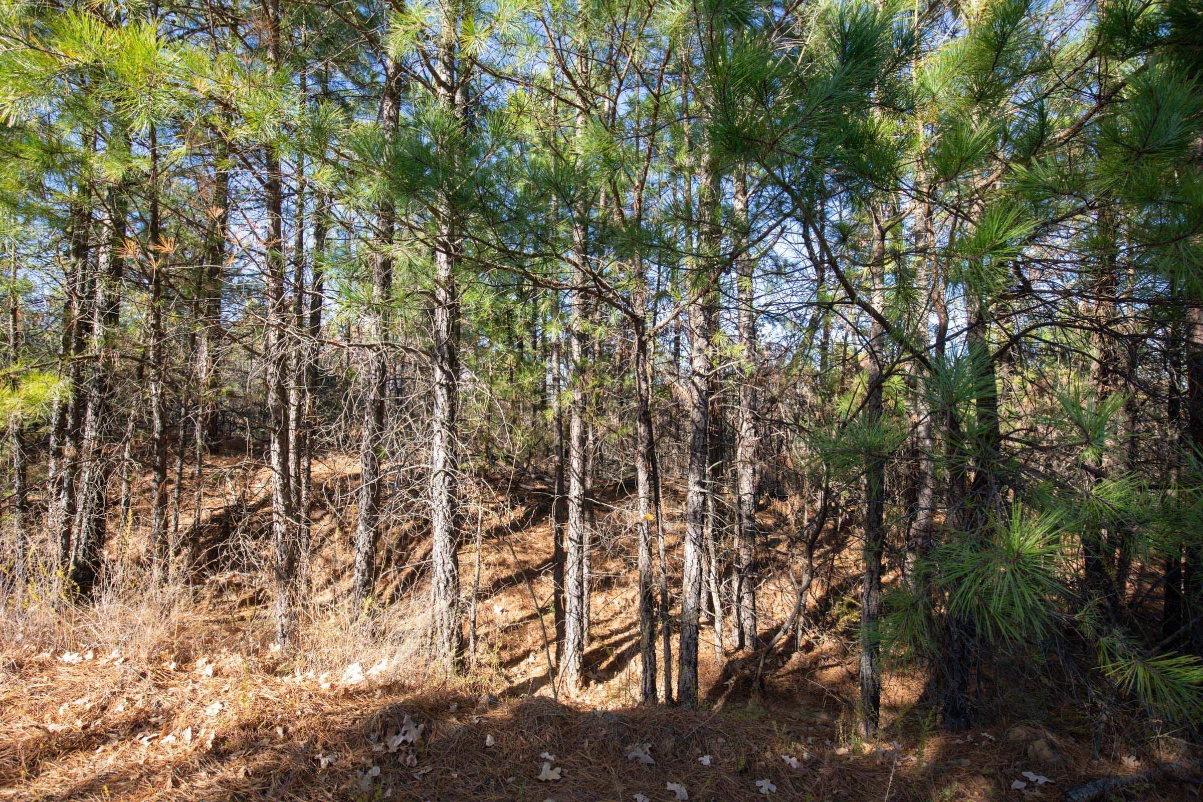Stone Bridge Phase II Tract 78 photo 1
