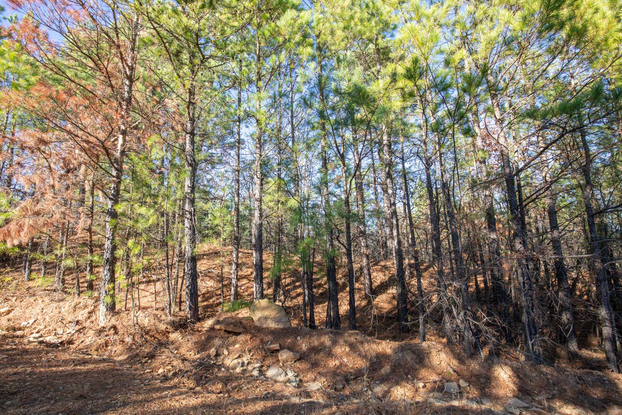Stone Bridge Phase II Tract 78 photo 3