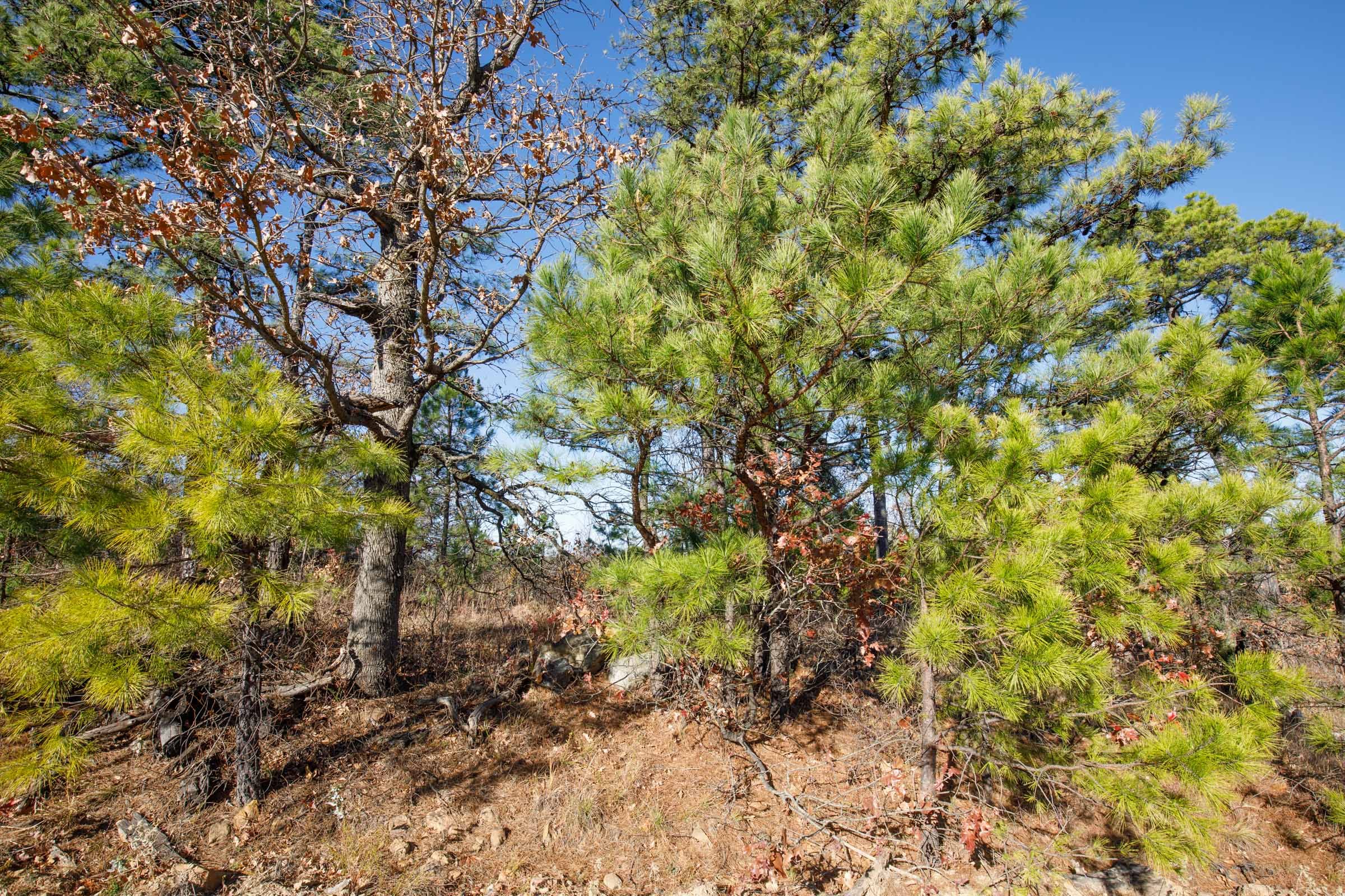 Stone Bridge Phase II Tract 78 photo 7