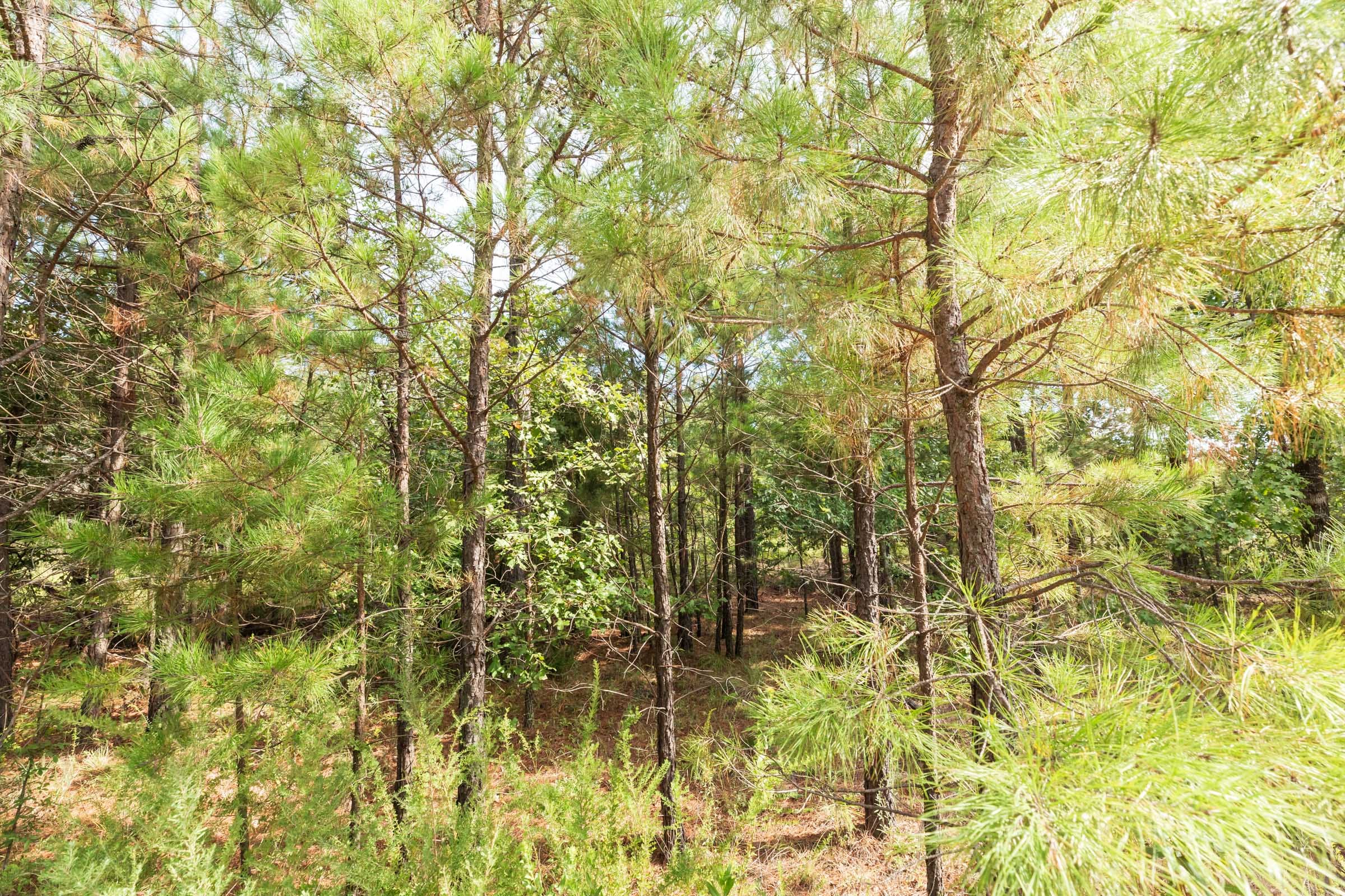 Stone Bridge Phase V Tract 367 photo 2