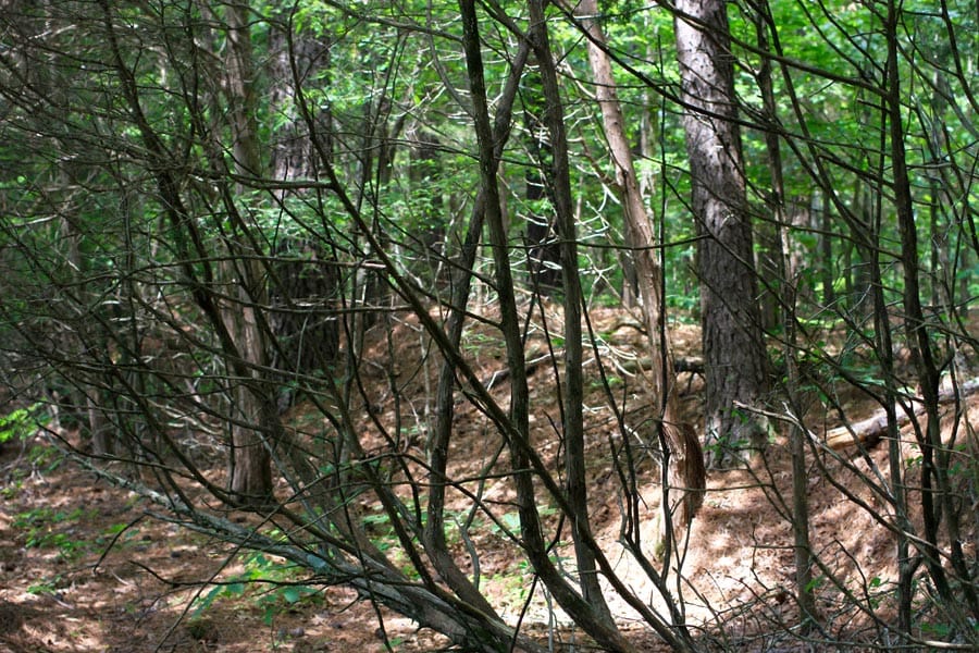 Bluebird Ranch Tract 1 photo 5
