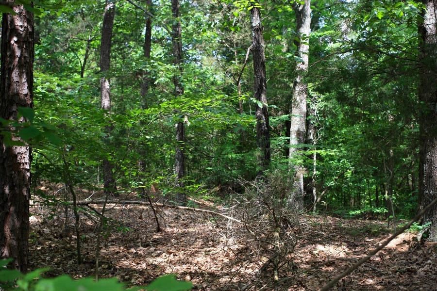 Bluebird Ranch Tract 1 photo 7