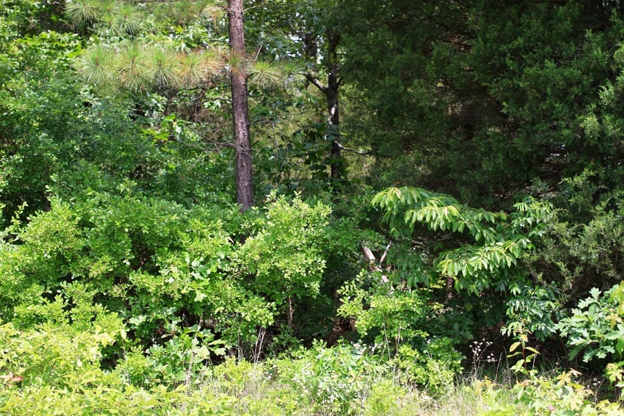 Bluebird Ranch Tract 1 photo 10