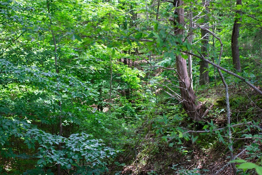 Bluebird Ranch Tract 1 photo 13