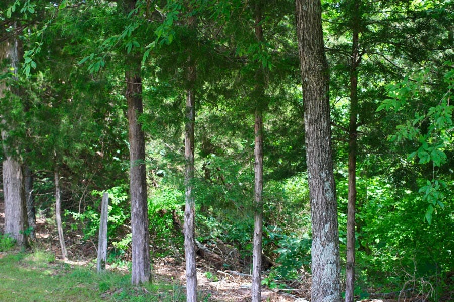 Bluebird Ranch Tract 1 photo 16