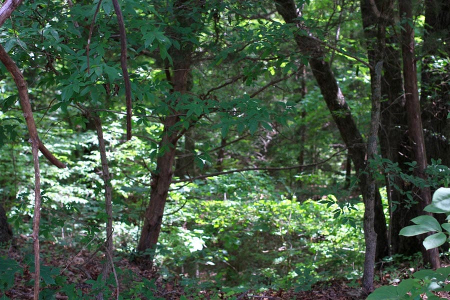 Bluebird Ranch Tract 1 photo 17