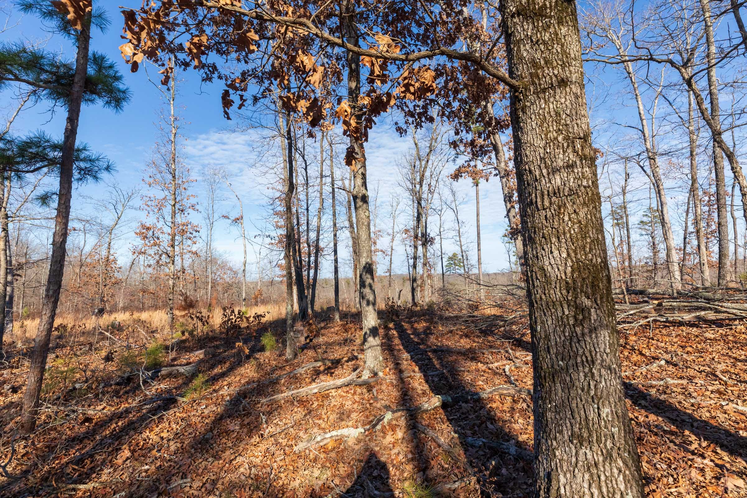 Cypress Ridge Tract 34 photo 11