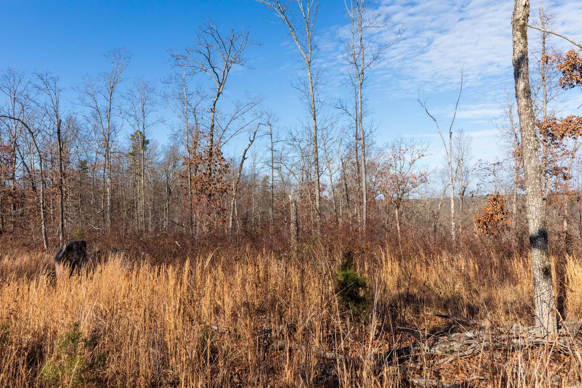 Cypress Ridge Tract 34 photo 9