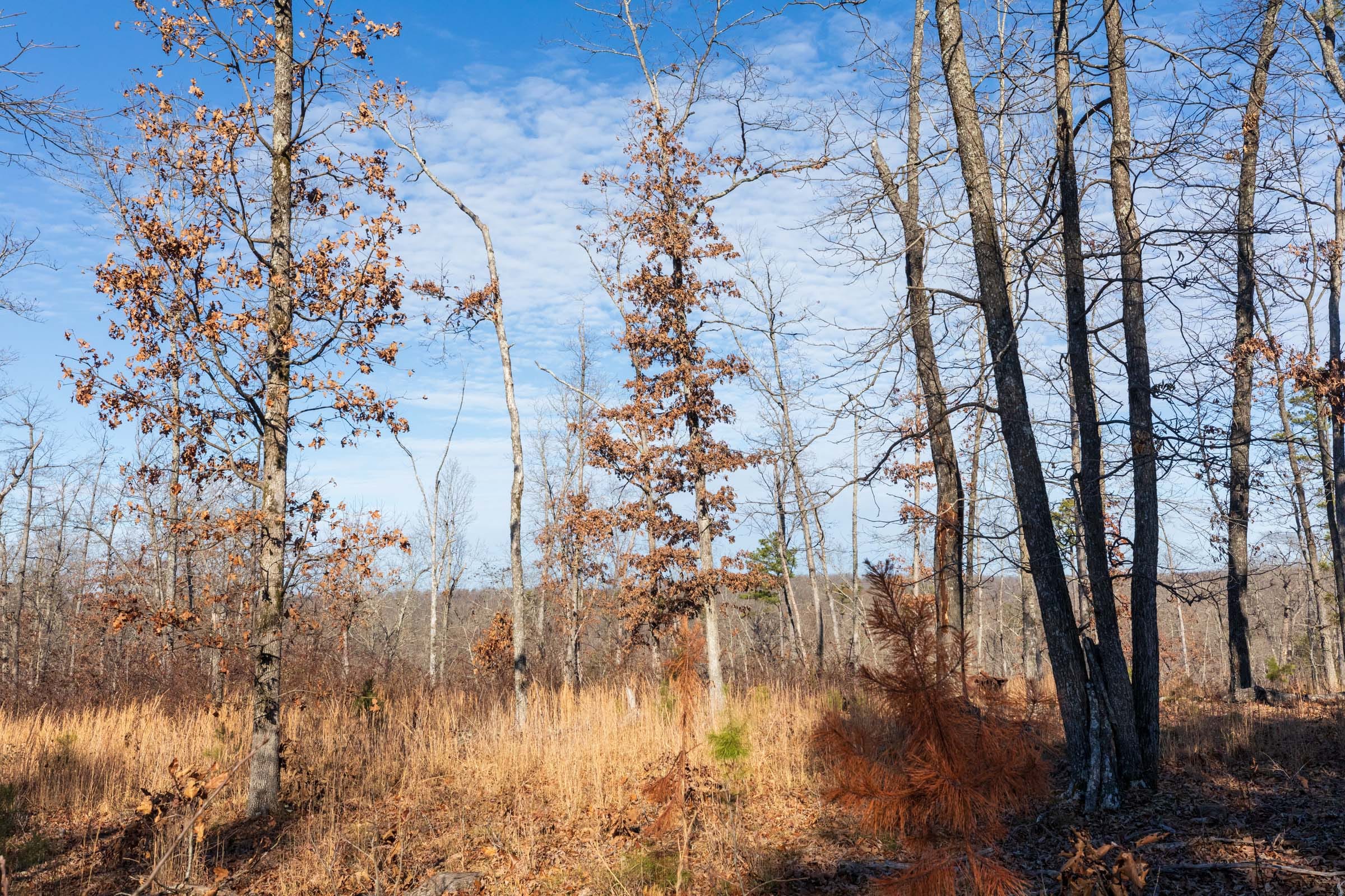 Cypress Ridge Tract 34 photo 7
