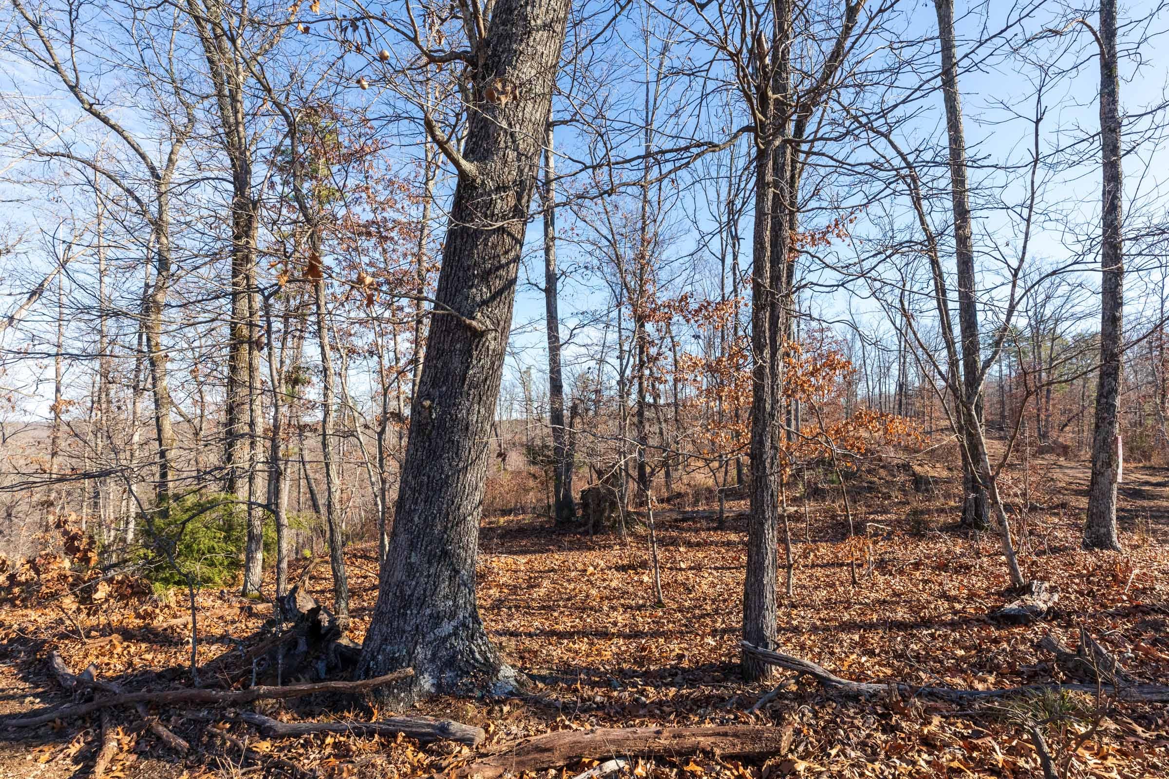 Cypress Ridge Tract 34 photo 6