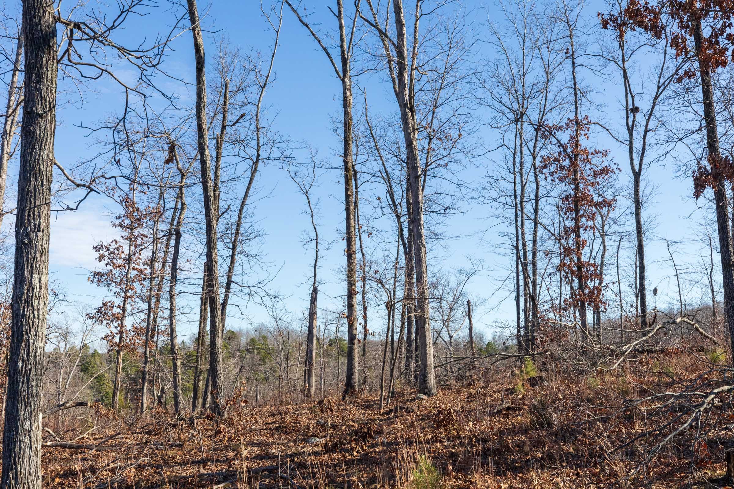 Cypress Ridge Tract 34 photo 5