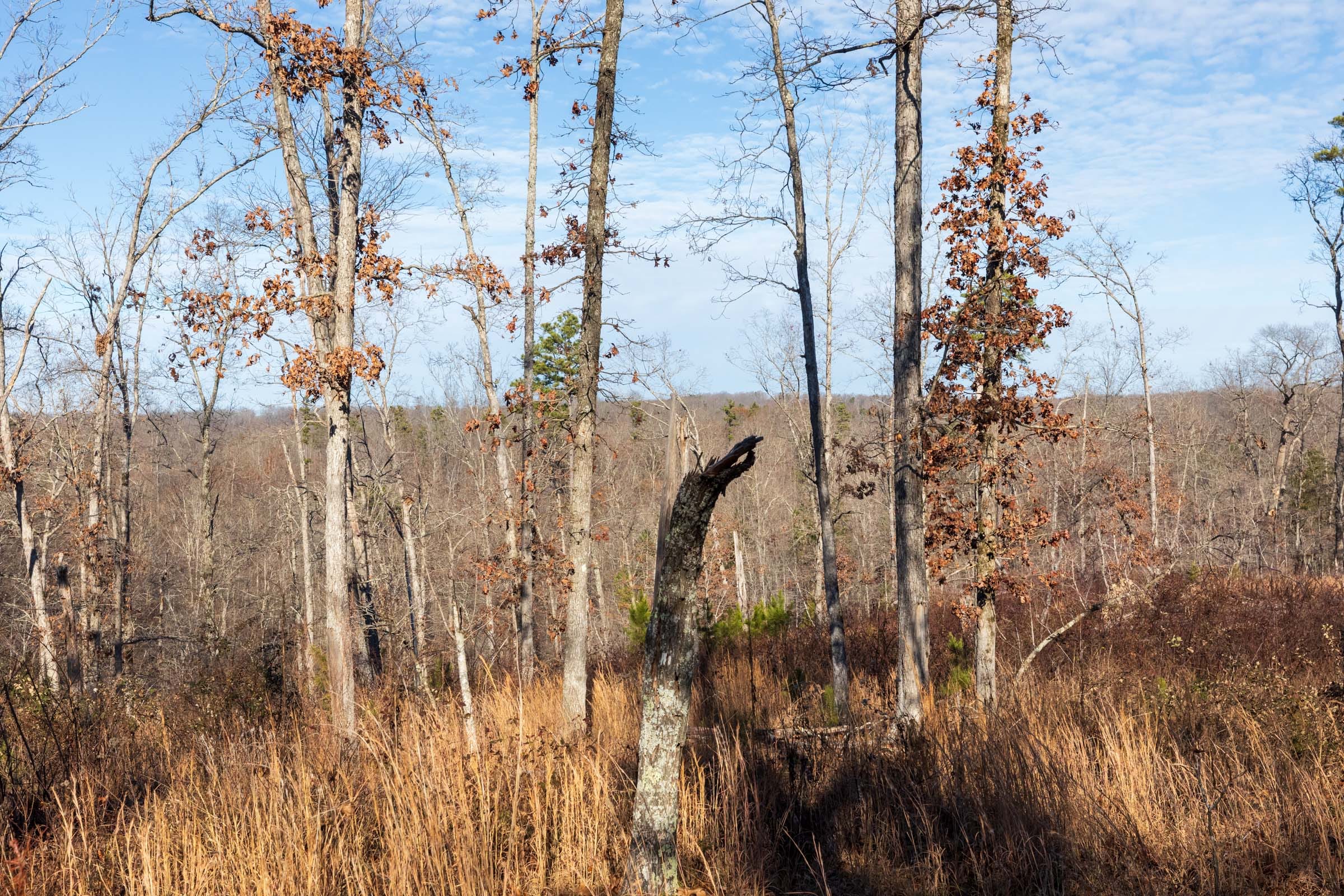 Cypress Ridge Tract 34 photo 4