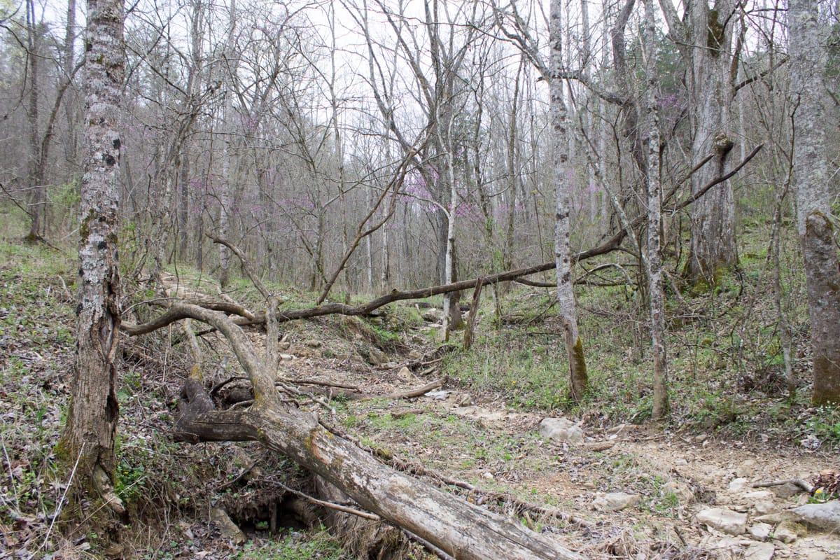 Chestnut Oak Ridge Tract 7 photo 6