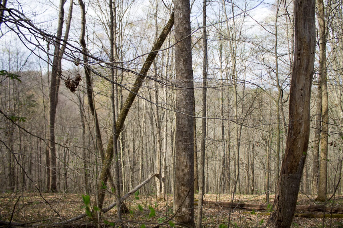 Chestnut Oak Ridge Tract 7 photo 4