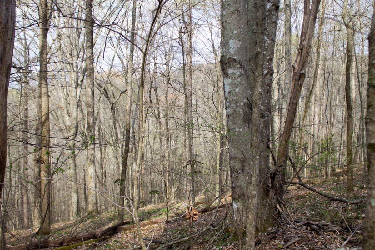 Chestnut Oak Ridge Tract 7 photo 5